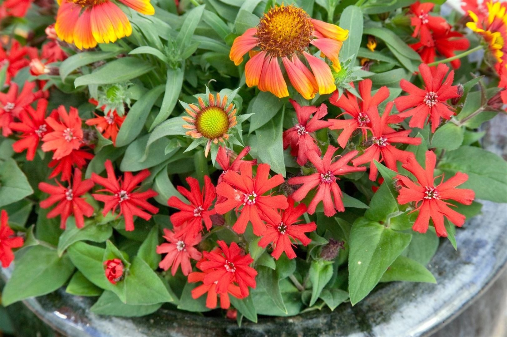 Pflanzen für Dich Staude Lychnis haageana Molten Lava, 1 St., Brennende Liebe, Haage-Leimkraut