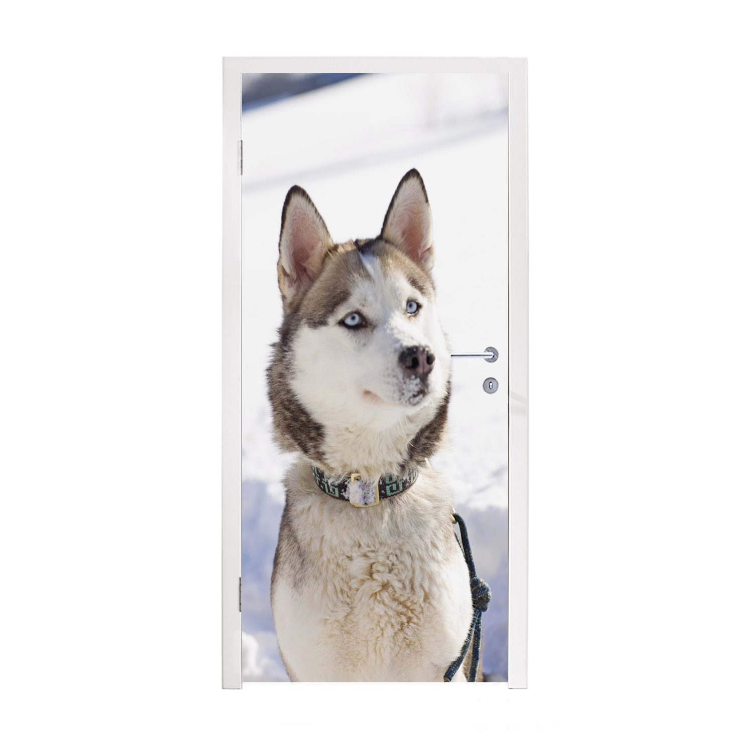 75x205 im Tür, cm (1 St), Fototapete Türaufkleber, Türtapete für Schlittenhund Sibirischer Matt, Schnee, MuchoWow bedruckt,