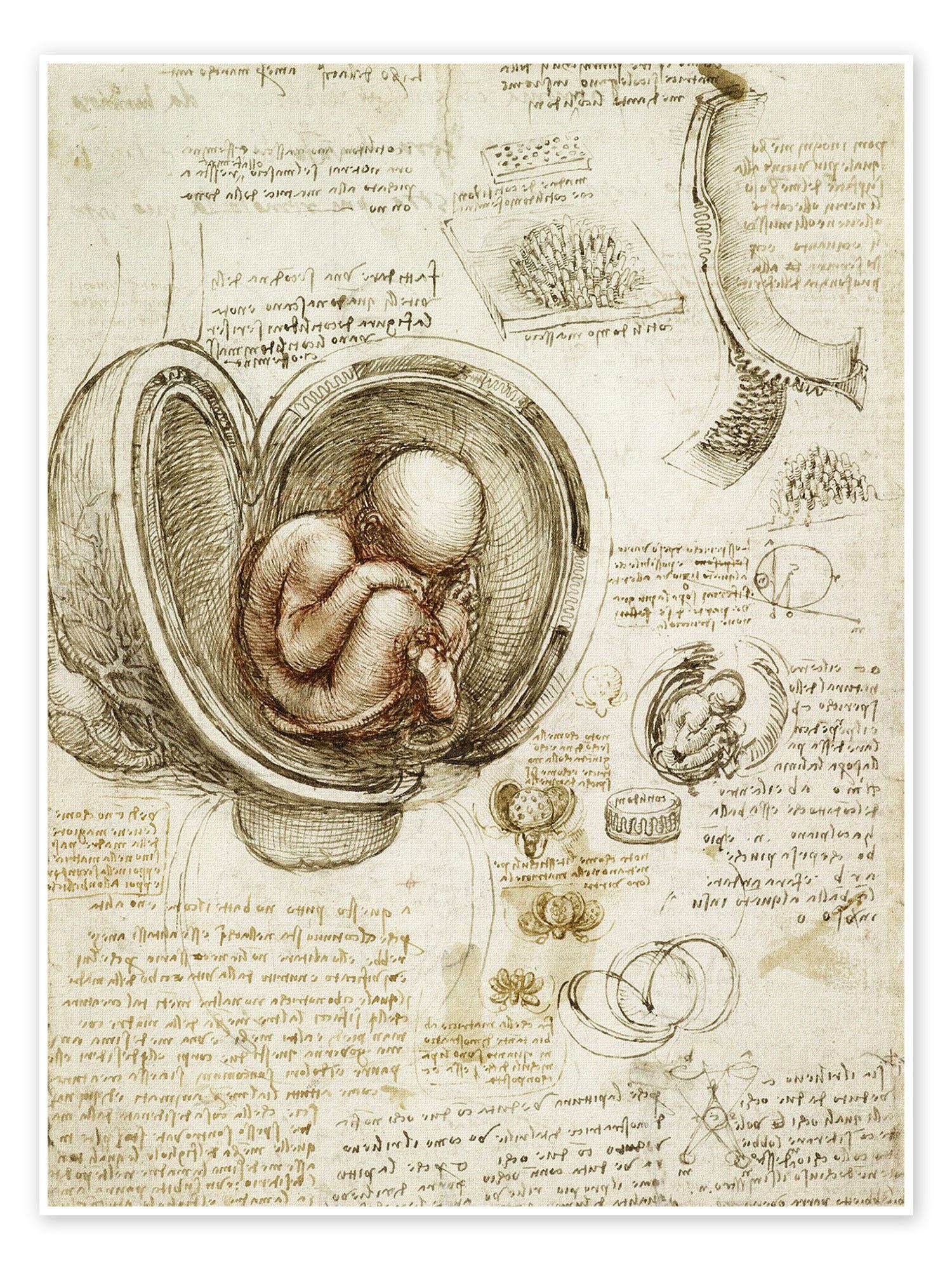 Posterlounge Poster Leonardo da Vinci, Studien des Embryos, Illustration