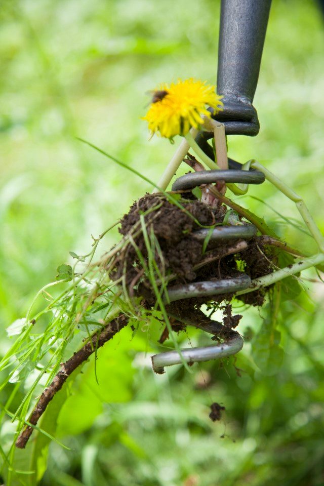 Krumpholz Gartenpflege-Set Krumpholz Löwenzahnzieher mit kurzem Eschenstiel (40 cm)
