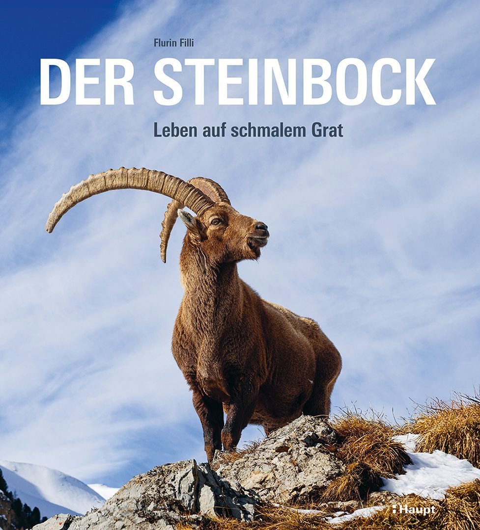 Der Steinbock Leben auf schmalem Grat / Flurin Filli, Leben auf schmalem Grat