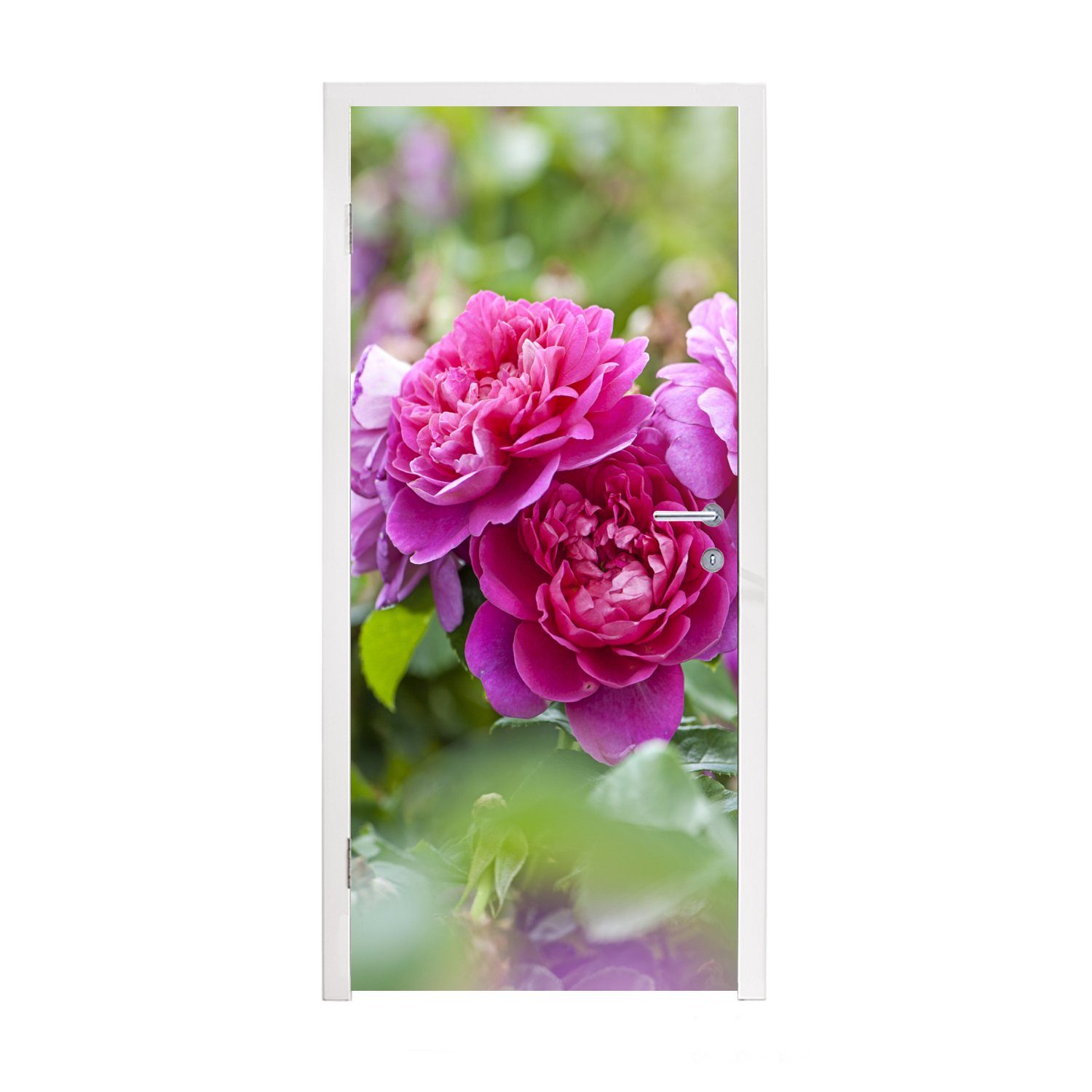MuchoWow Türtapete Rosa Rosen wachsen auf dem Lande, Matt, bedruckt, (1 St), Fototapete für Tür, Türaufkleber, 75x205 cm