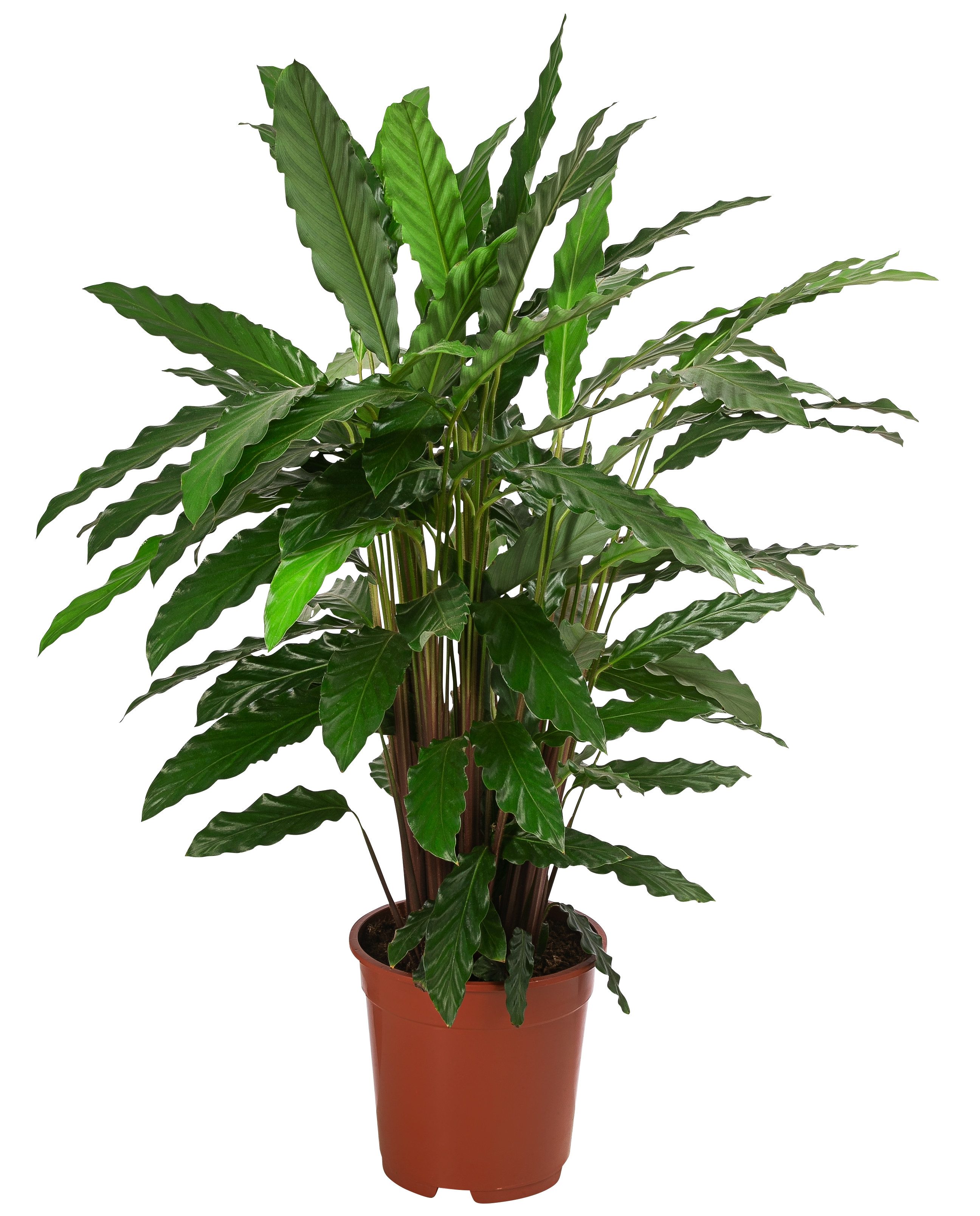 Dehner Zimmerpflanze Korbmarante Tropistar, Calathea, ca. 80-100 cm, Ø Topf günstig online kaufen