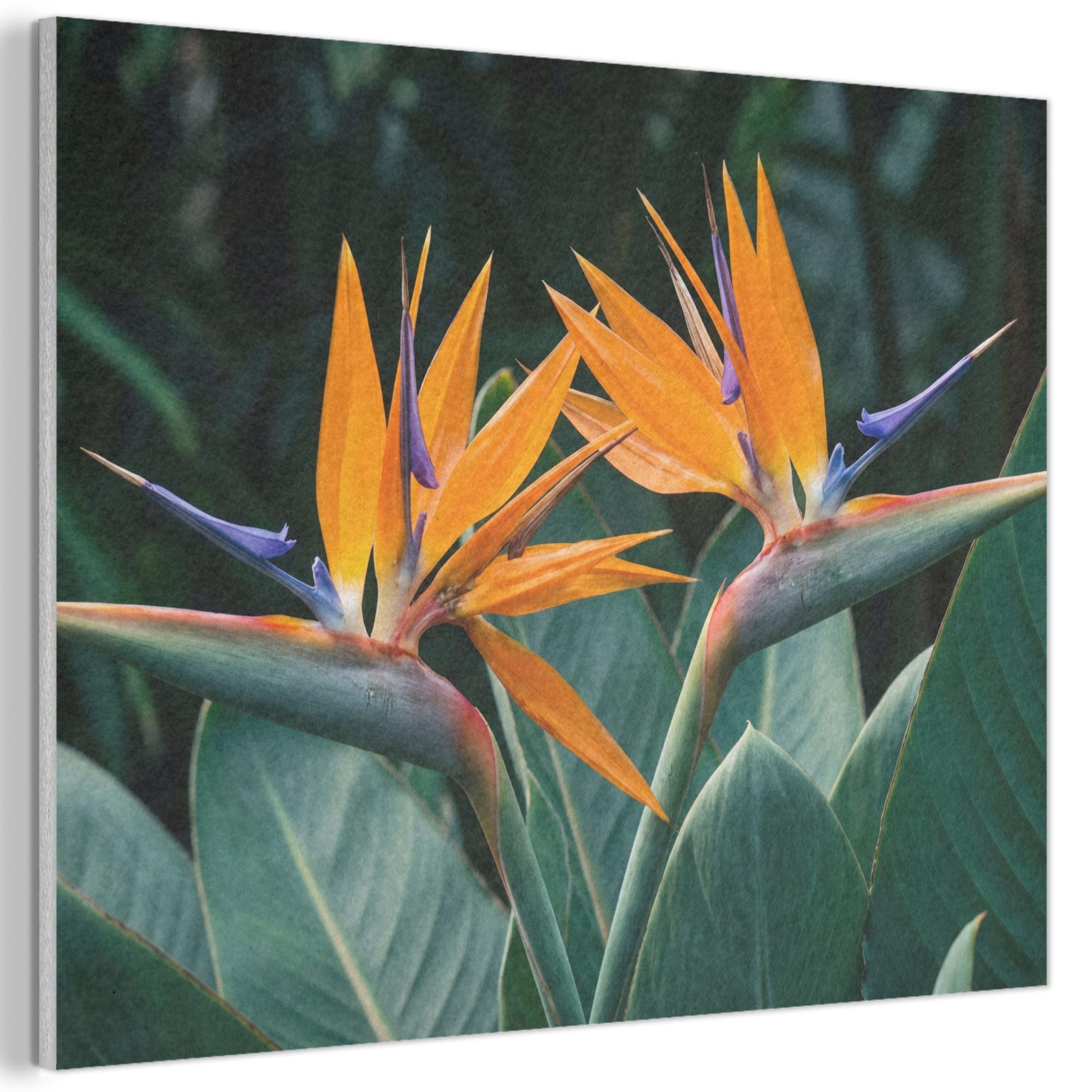 MuchoWow Gemälde Paradiesvogel - Blume - Exotisch, Fotodruck (1 St), Akustikpaneele PET-Filz, Akustikbild, Schalldämmung, Deko 40x30 cm