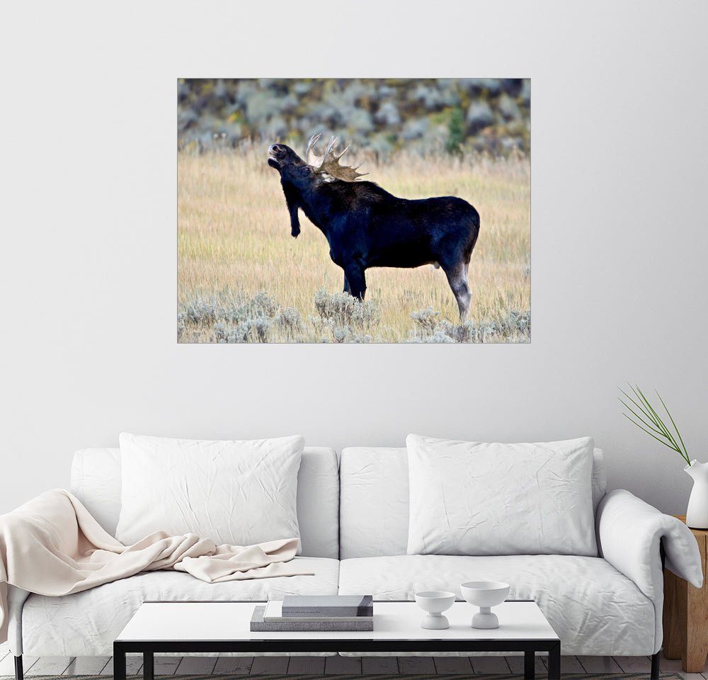 Posterlounge Wandbild, Röhrender Elch, Wasatch Mountain