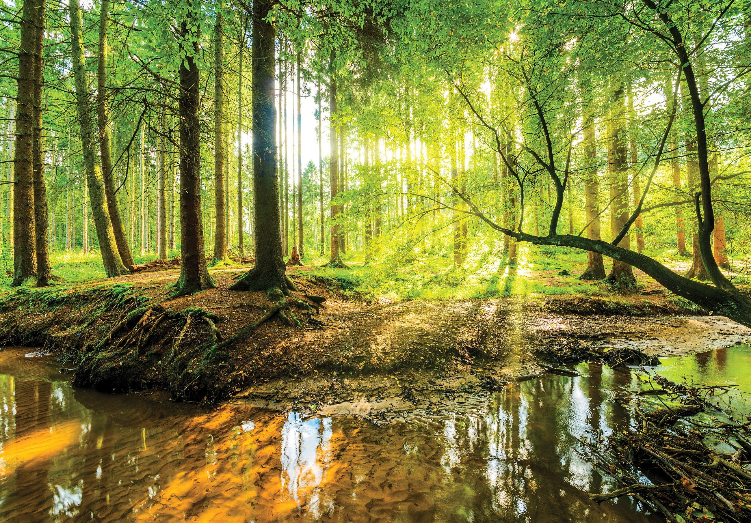 Wallarena Fototapete Wald Sonne Vlies Tapete Wohnzimmer Schlafzimmer Wandtapete, Glatt Vlies, Landschaft, Natur, Tapete inklusive Kleister Vliestapete Motivtapete