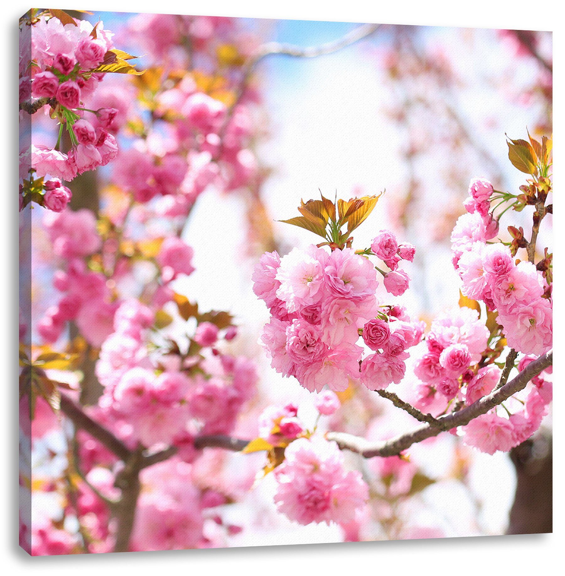 Pixxprint Leinwandbild Schöne Kirschblüten, Schöne Kirschblüten (1 St), Leinwandbild fertig bespannt, inkl. Zackenaufhänger | Leinwandbilder