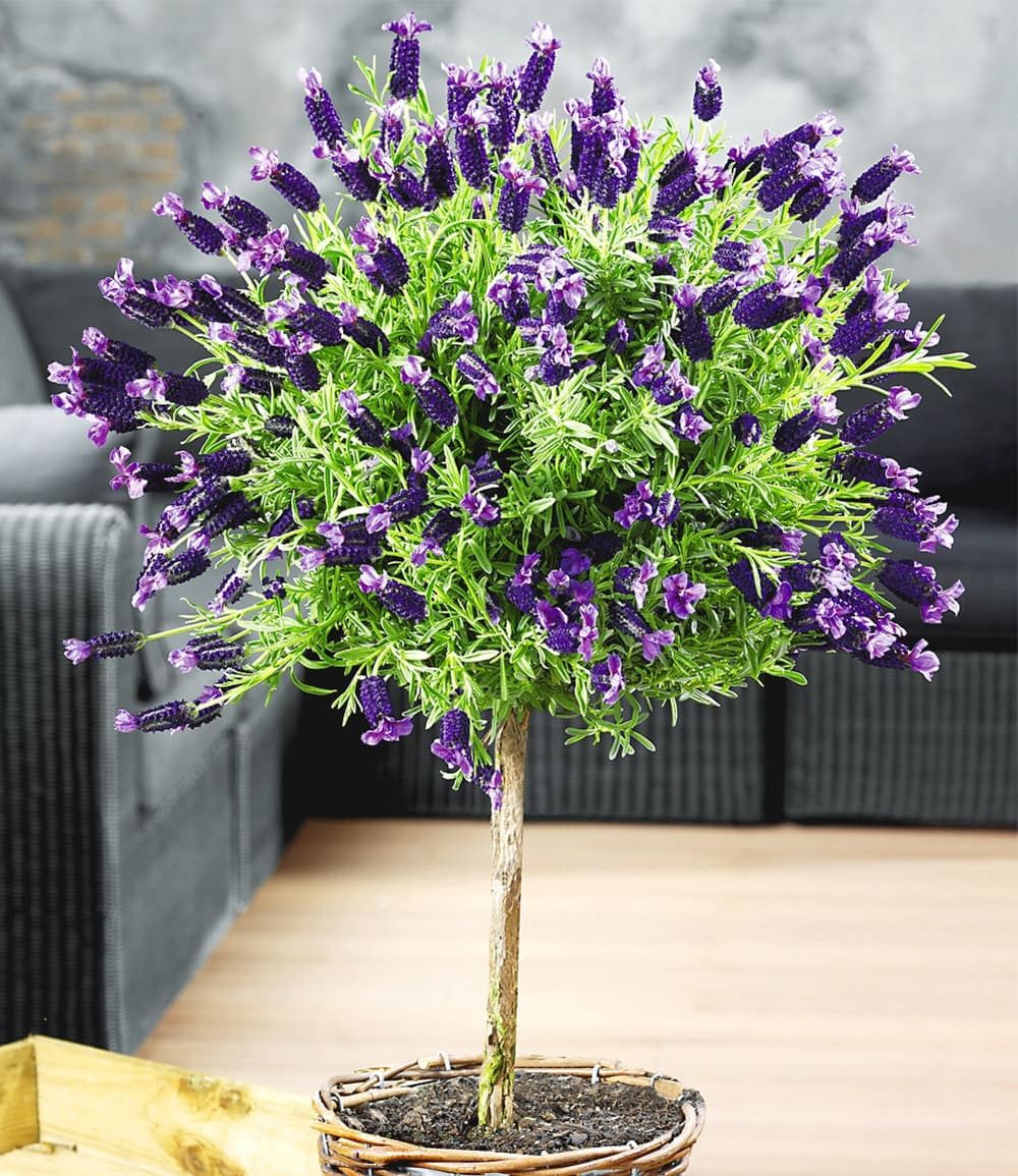 BALDUR Garten Zierstrauch Lavendelstämmchen mit Krone, 1 St., Duftlavendelhecken, lange Blütezeit, duftend, pflegeleicht