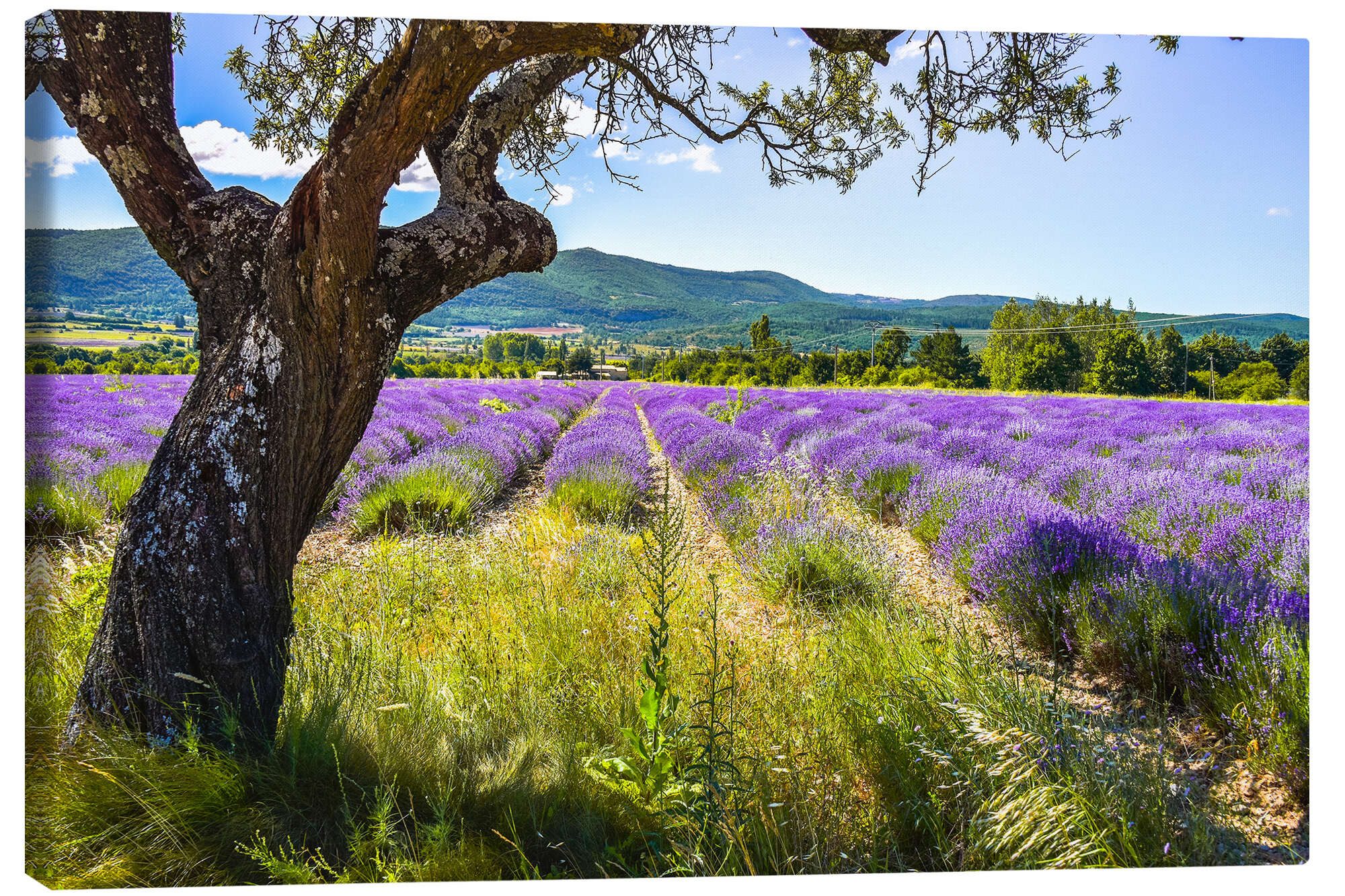 Posterlounge Wandbild Blick aufs Lavendelfeld, Jürgen Feuerer, erhältlich als Poster, Leinwandbild, Wandsticker oder Acrylglasbild