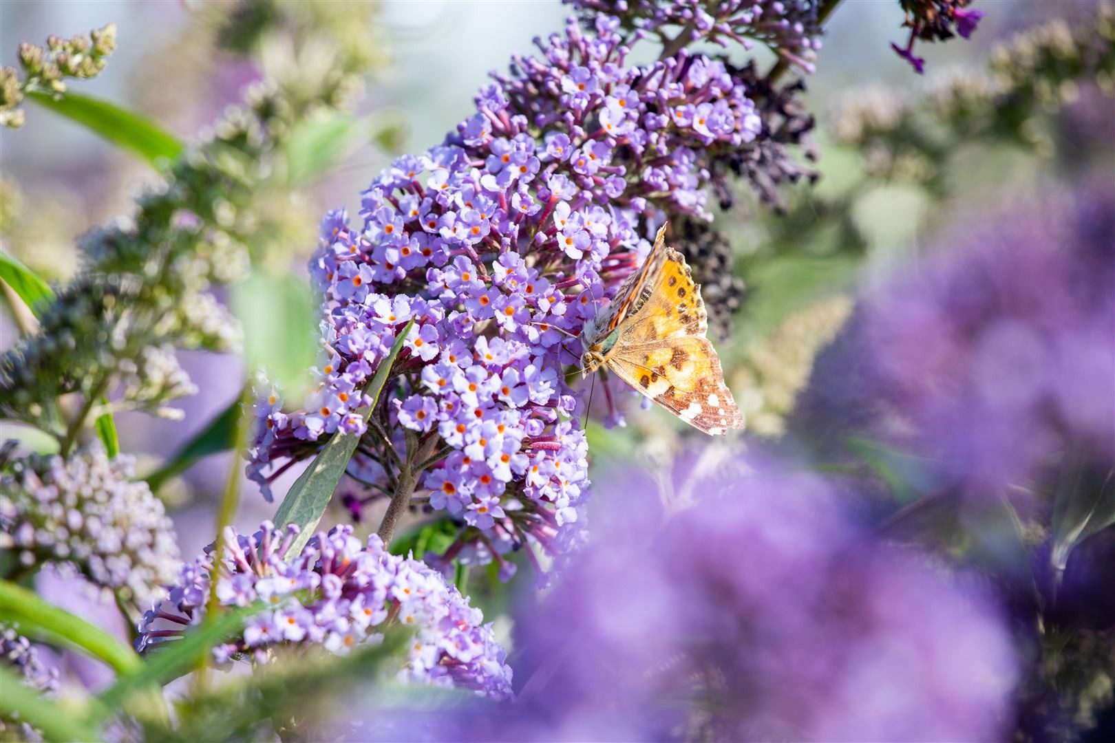 Pflanzen für Dich Gehölze Buddleja davidii 'Empire Blue', 1 St., Schmetterlingsflieder, Sommerflieder – Bild 4 von 5