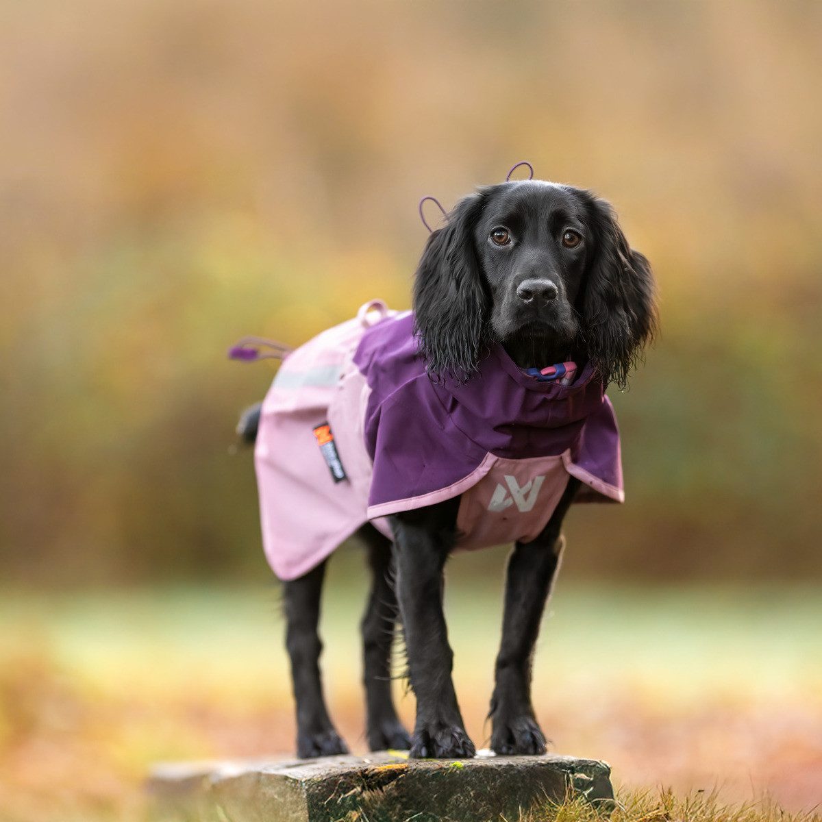 Non-stop dogwear Hunderegenmantel Regenmantel Fjord raincoat 2.0 purple