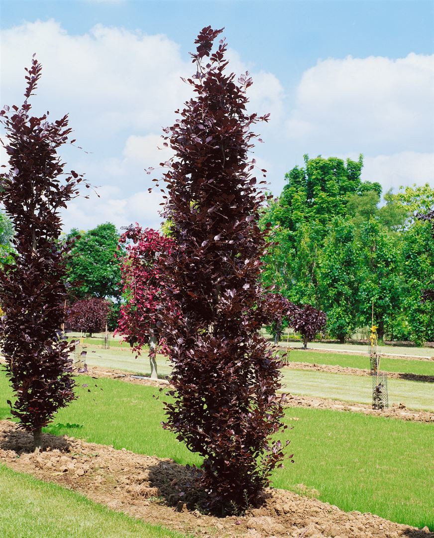 Pflanzen für Dich Hecken Fagus sylvatica Dawyck Purple, 1 St., Rotbuche, Blutbuche, dunkelrot, säulenförmig