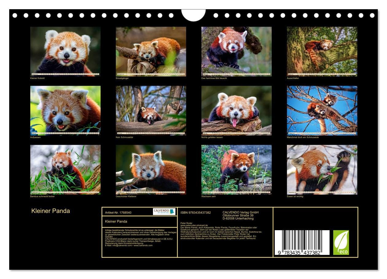 Thumbnail - CALVENDO Wandkalender Kleiner Panda (Wandkalender 2025 DIN A4 quer), CALVENDO Monatskalender
