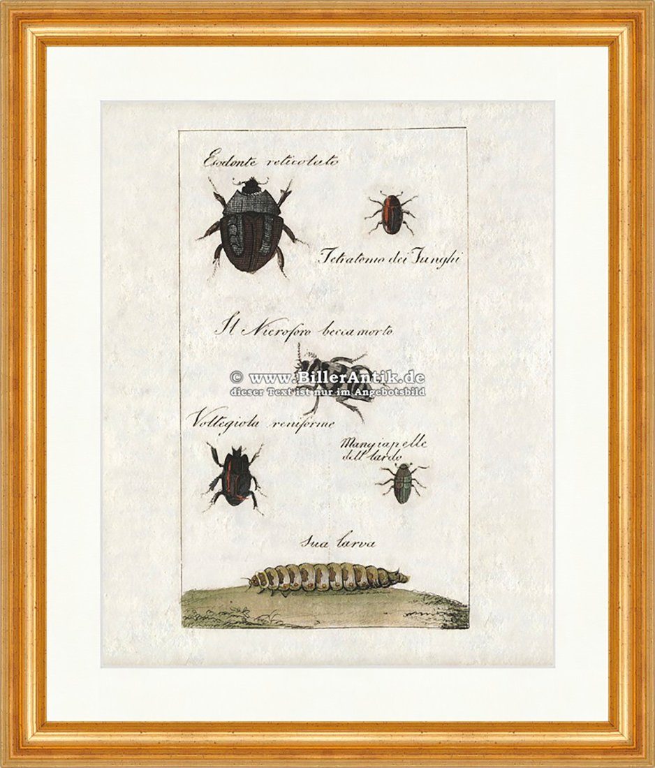 ᐅ Kunstdruck Schwarzhörniger Totengräber Tetradomo dei Funghi Aaskäfer