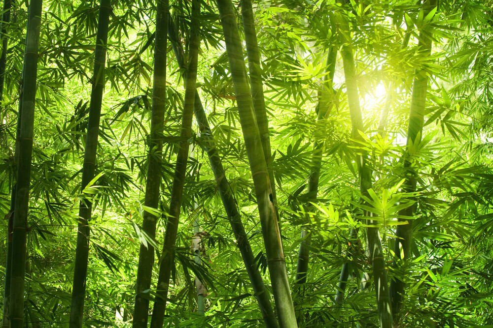 lichtbeständige Tapete leicht Bamboo Vliestapete glänzend, m, Forest KUNSTLOFT Design 4x2.67