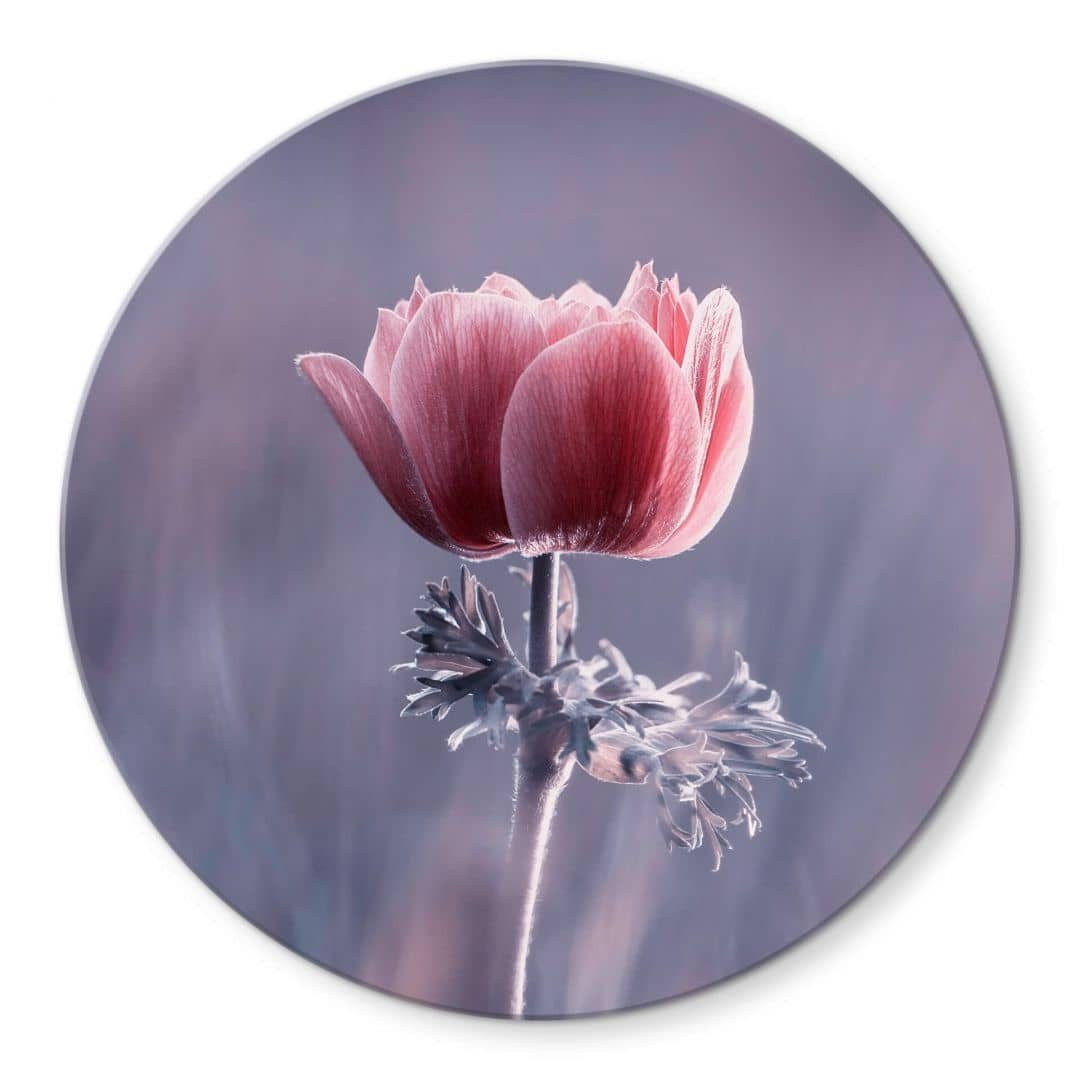 K&L Wall Art Gemälde Glas Wandbild Rund Glasbild Botanik floral Bravin rote Blume, Wandschutz Deko Bilder