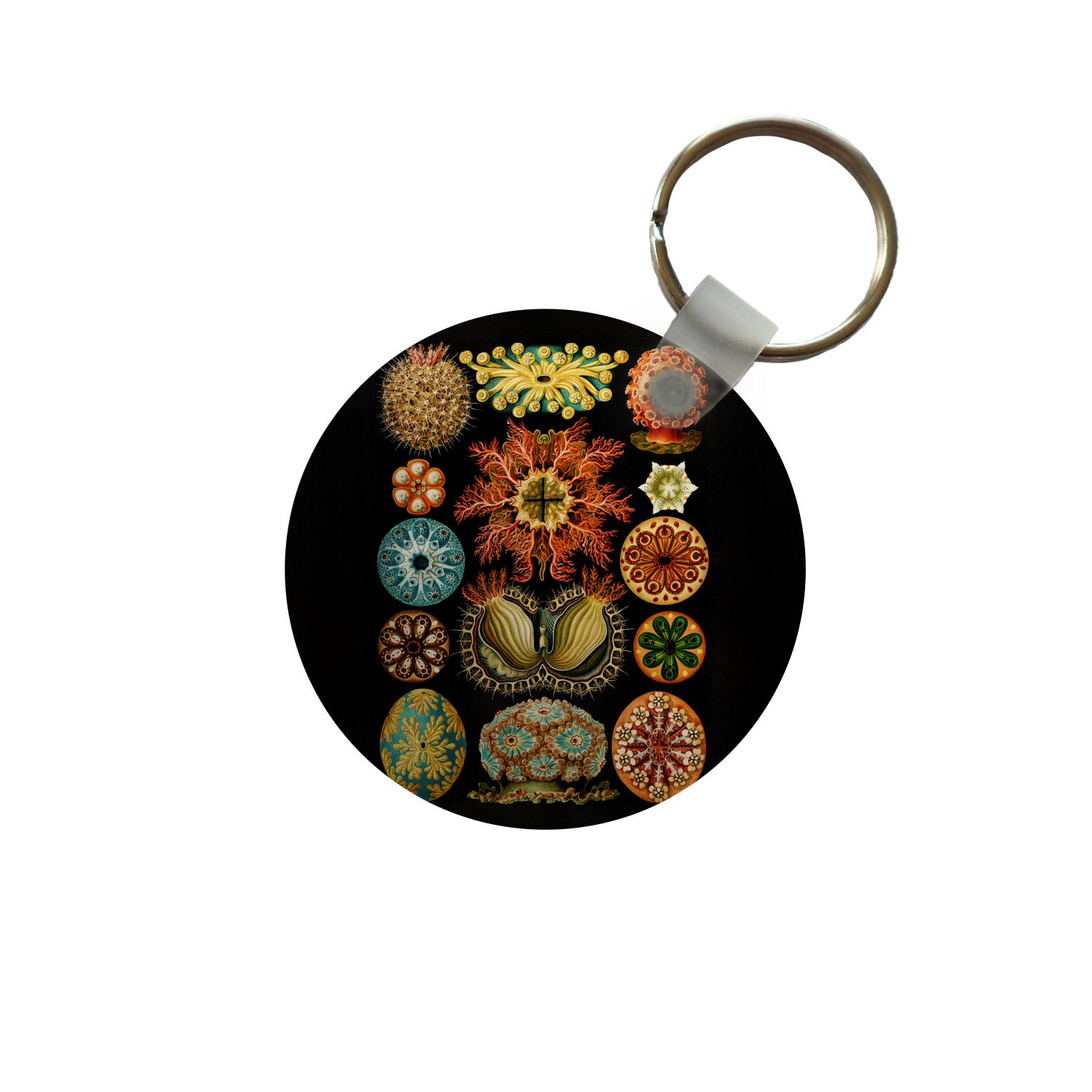 MuchoWow Schlüsselanhänger Vintage - Ernst Haeckel - Meerestier - Natur - Meer - Kunst, Rund, Geschenk für Damen / Herren / Kinder mit Schlüsselring, 5x5 cm