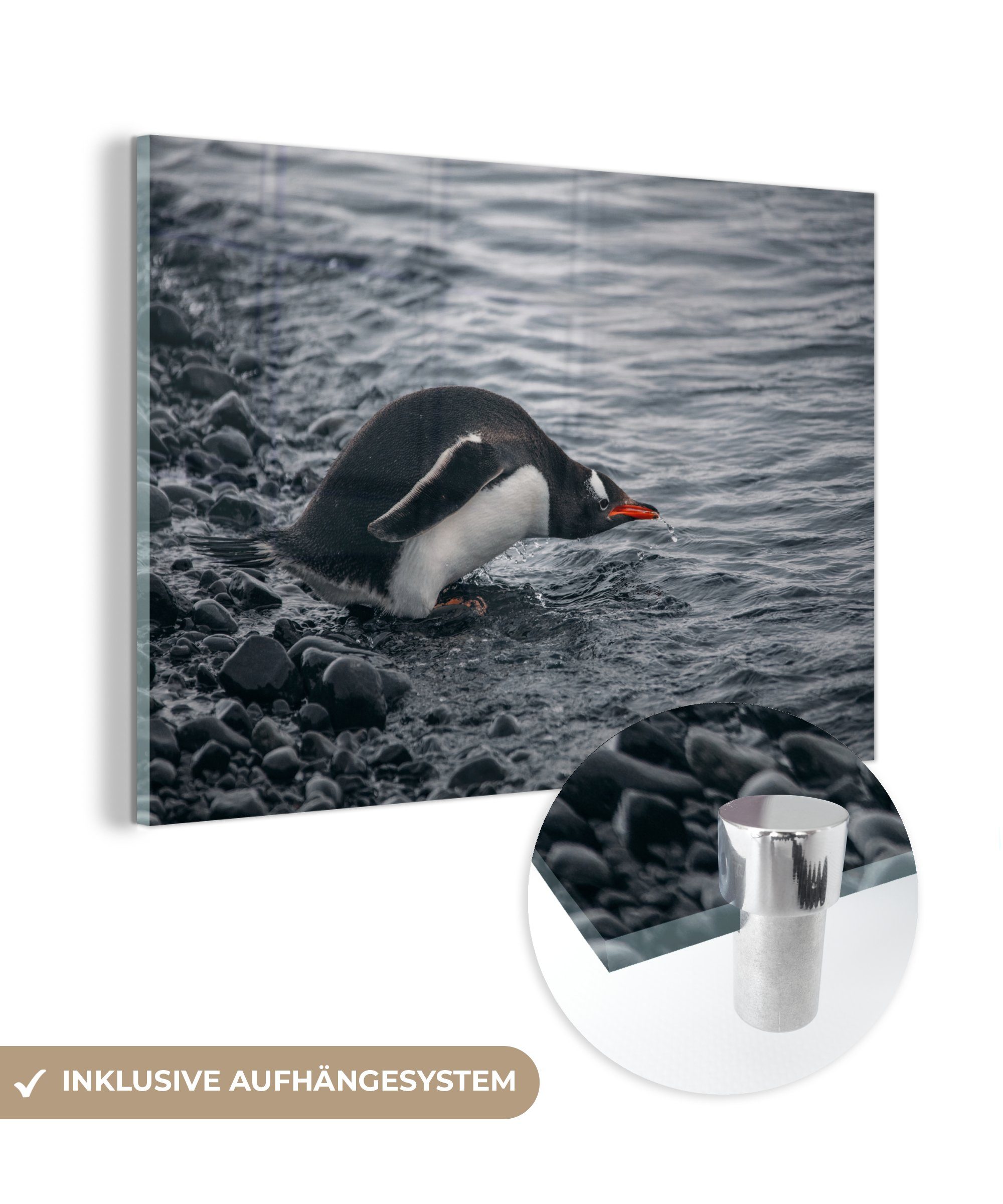 MuchoWow Acrylglasbild Pinguin - Tier - Wasser - Getränk, (1 St), Acrylglasbilder Wohnzimmer & Schlafzimmer