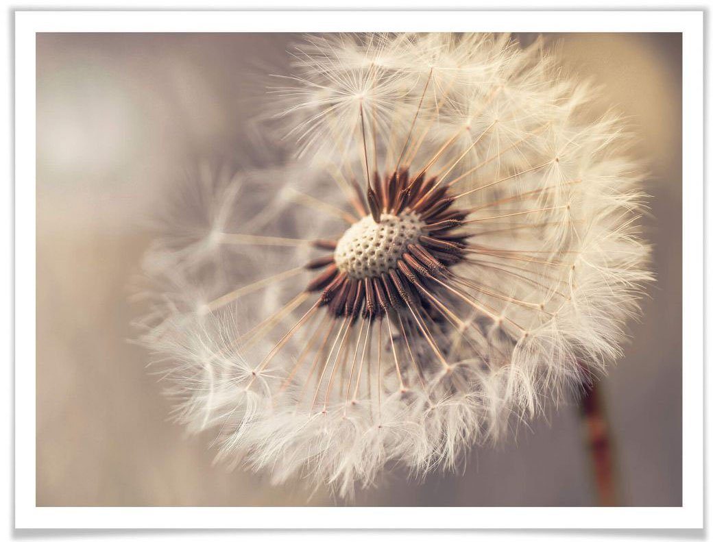 Wall-Art Poster Pusteblume, Blumen (1 St)