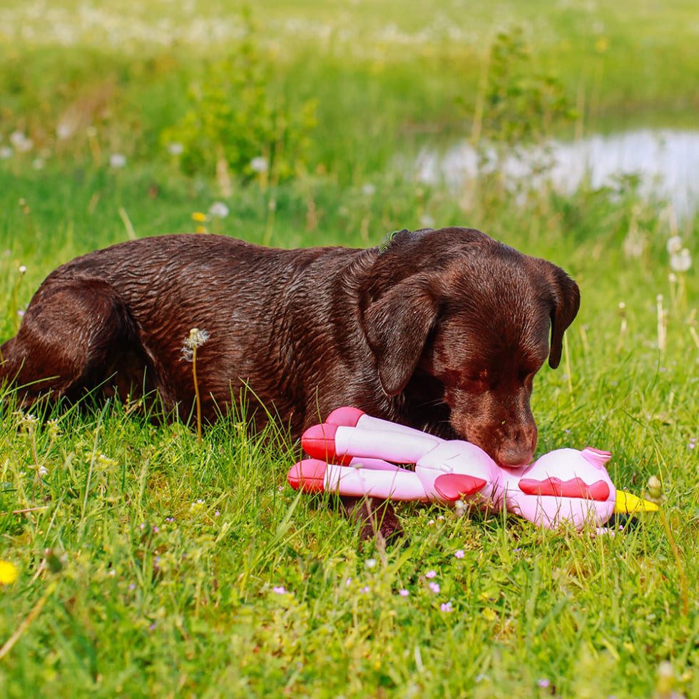 Nobby Kauspielzeug Nobby Wasserspielzeug Hund Einhorn Floating 39,5