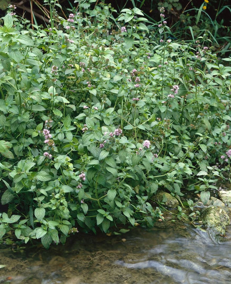 Pflanzen für Dich Staude Mentha aquatica, 1 St., Wasserminze