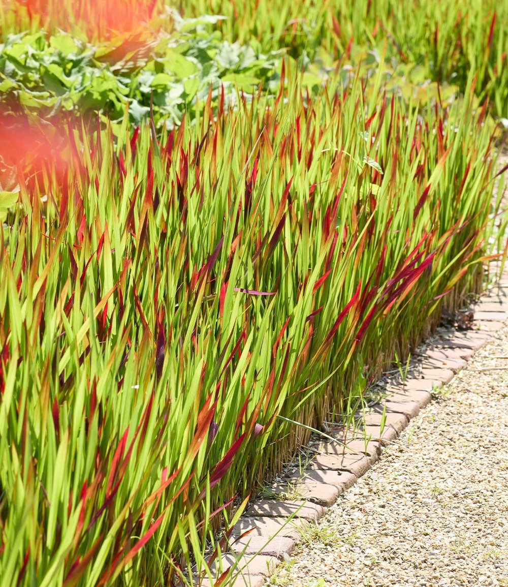 BALDUR Garten Gräser Ziergras 'Red Baron', 3 St., Japanisches Blutgras, winterhart, mehrjährig, pflegeleicht