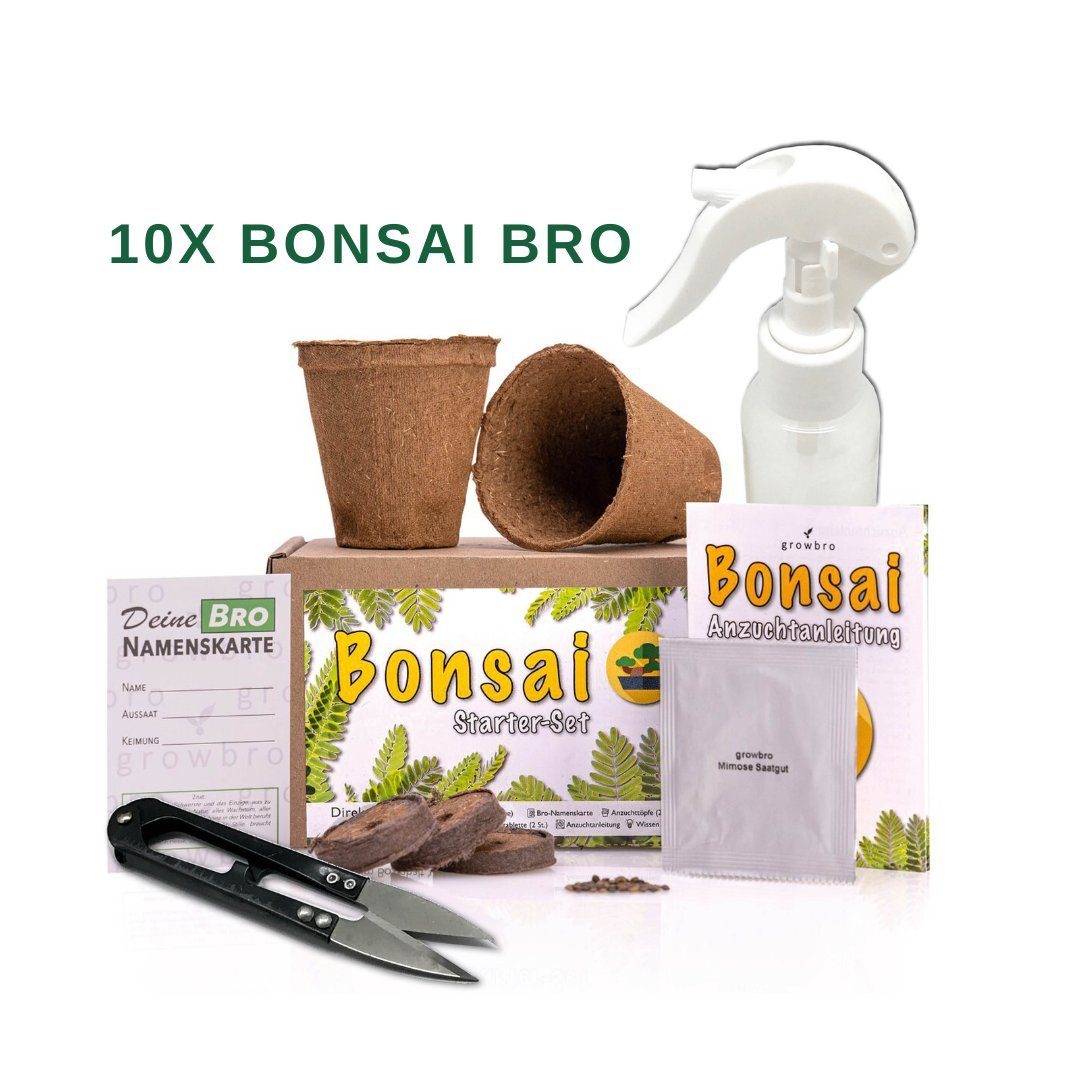 Gestecke 10 X Bonsai Wisteria Anzuchtset - Züchte deinen eigenen Bonsai, growbro