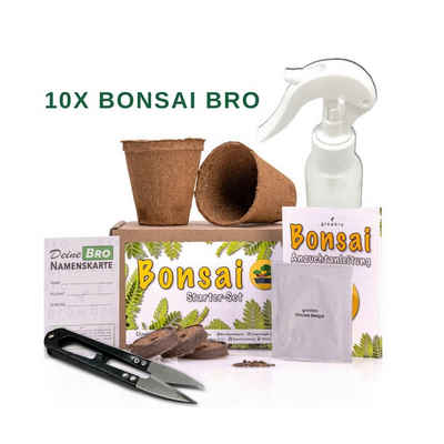 Gestecke 10 X Bonsai Wisteria Anzuchtset - Züchte deinen eigenen Bonsai, growbro