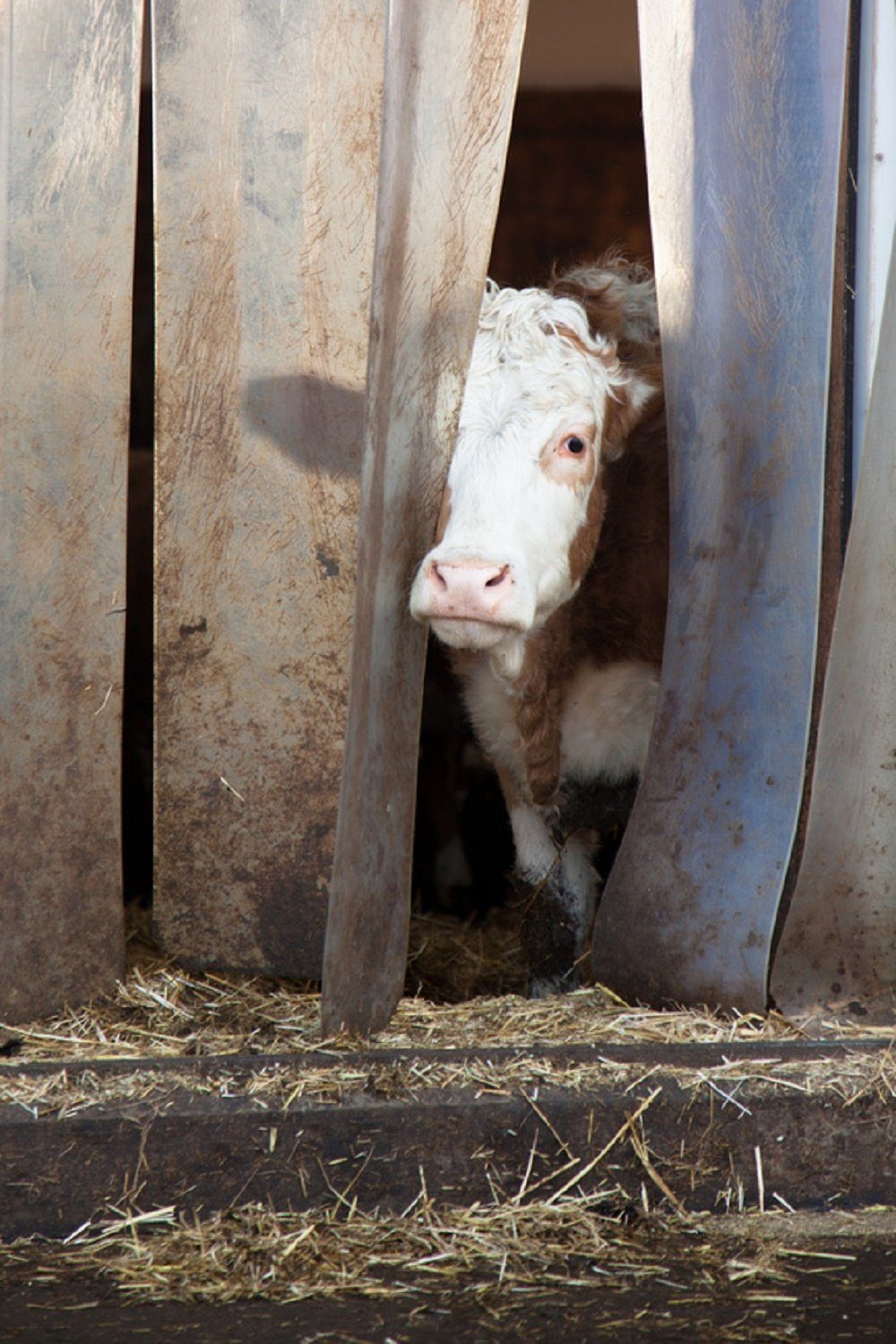 HaGa Lamellenvorhang nach Maß PVC-Lamellenvorhang 20cm Br 1,0m Br. 1,50m H., PVC-Streifenvorhang lebensmittelecht, kältefest, transparent
