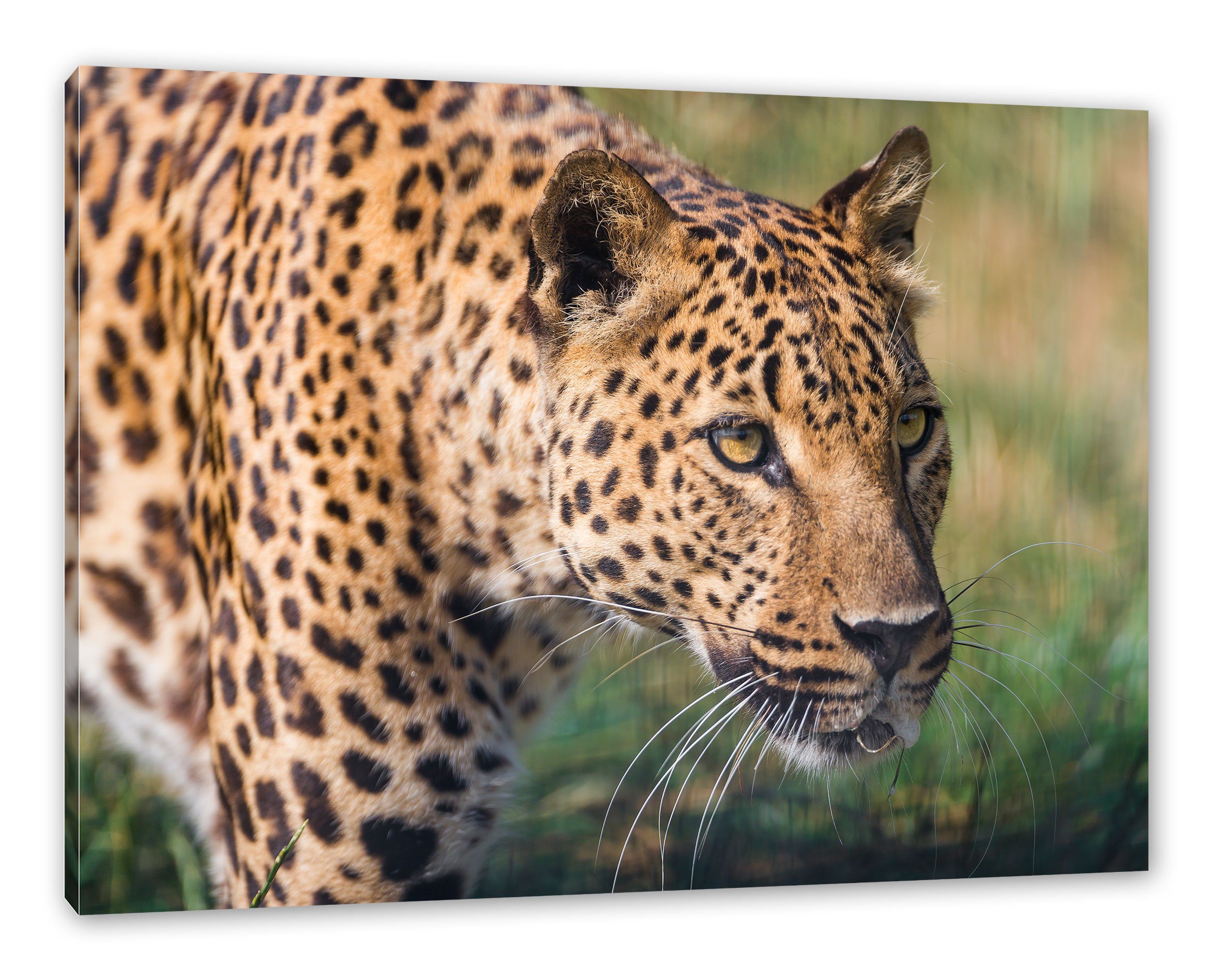 Leopard Leinwandbild Pixxprint Zackenaufhänger Leinwandbild inkl. Leopard, schleichender bespannt, schleichender fertig (1 St),