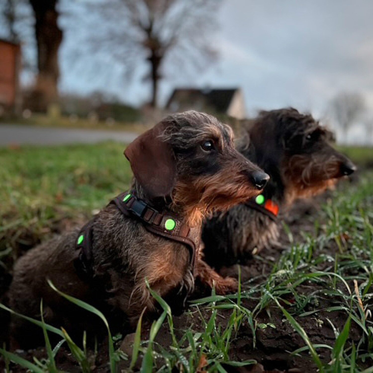 Niggeloh Hunde-Geschirr Hundeführgeschirr Follow Light Lichtblick