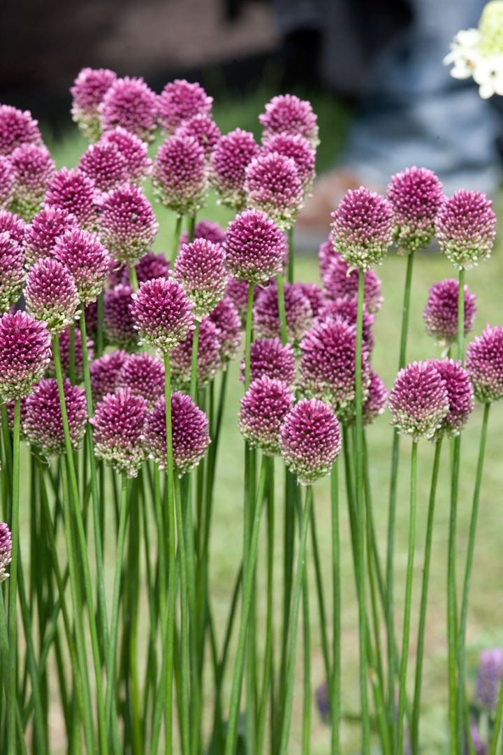 Pflanzen für Dich Staude Allium sphaerocephalon, 1 St., Kugelköpfiger Lauch, Kugellauch