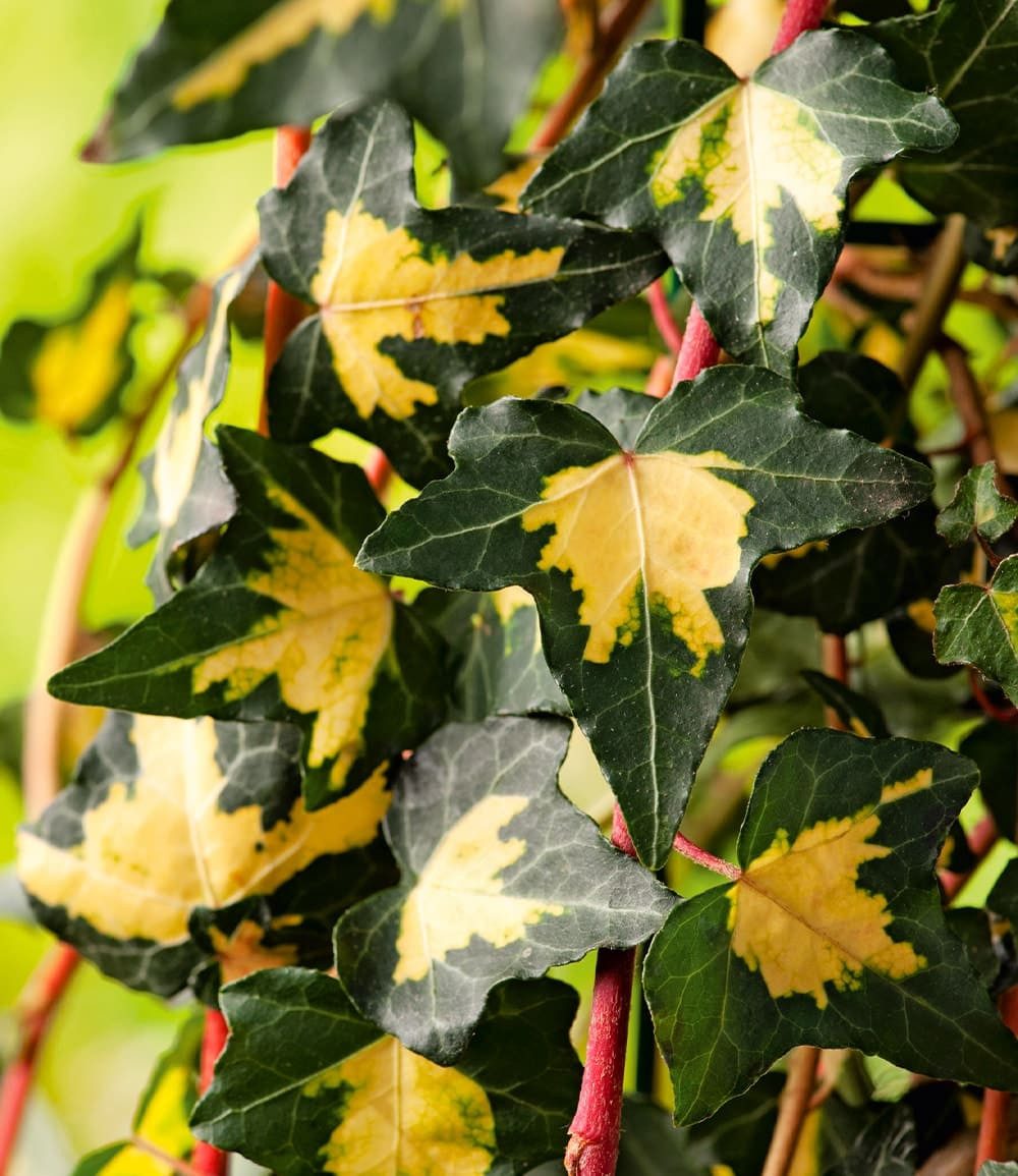 BALDUR Garten Zierstrauch Gold Efeu Hedera 'Goldheart', 1 St., Schnellwachsend,winterhart, mehrjährig, pflegeleicht