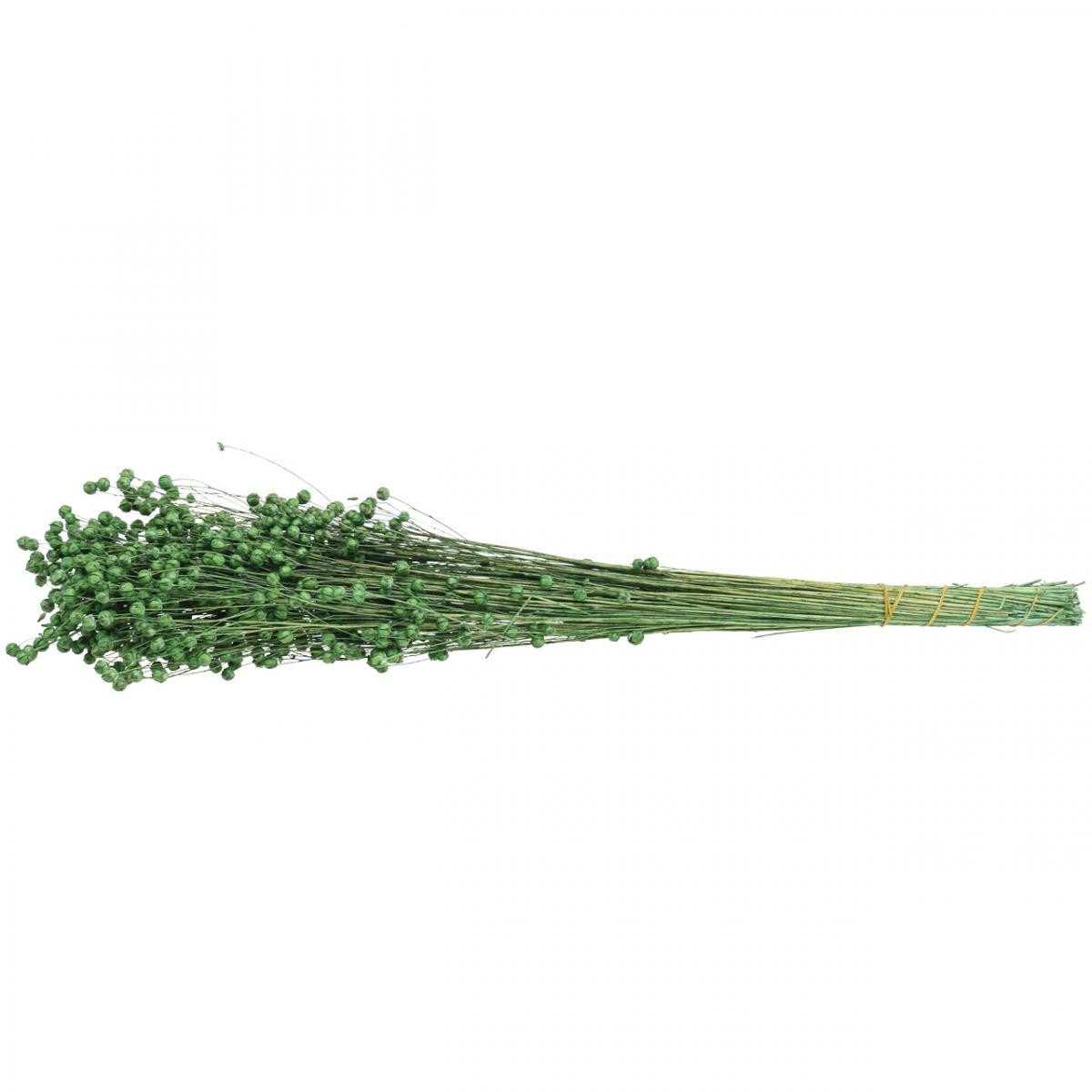 Trockenblume Trockengras Dekoration Flachs für Blumenarrangements und, Viana, Höhe 11 cm