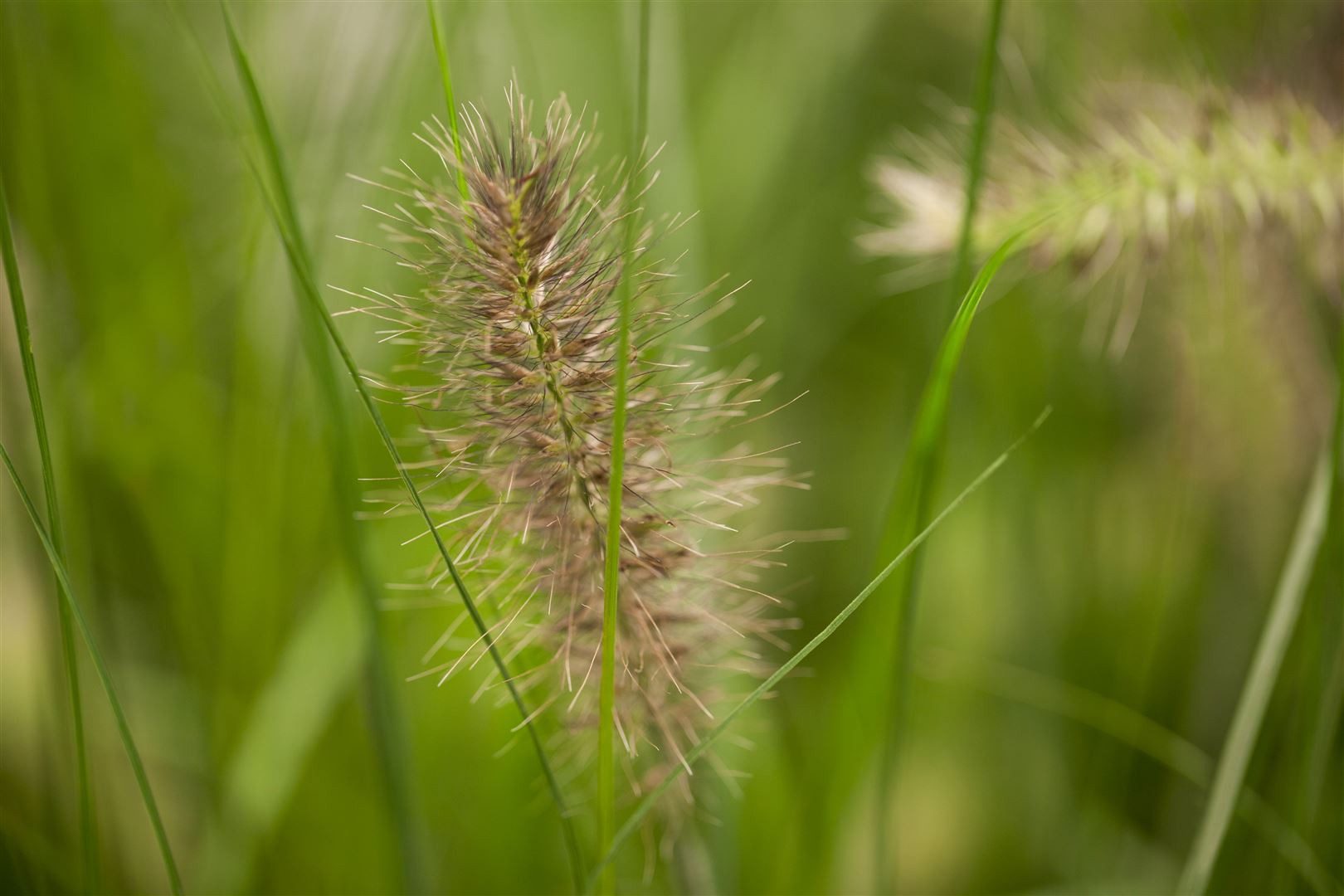 Pflanzen für Dich Травы Pennisetum alopecuroides Little Bunny, 1 St., Lampenputzergras, Federborstengras, kompakt, ziergras
