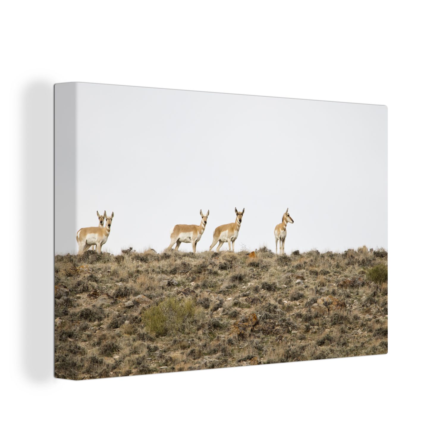 OneMillionCanvasses® Leinwandbild Hirsche - Natur - Gebirge, (1 St), Wandbild Leinwandbilder, Aufhängefertig, Wanddeko, 30x20 cm bunt