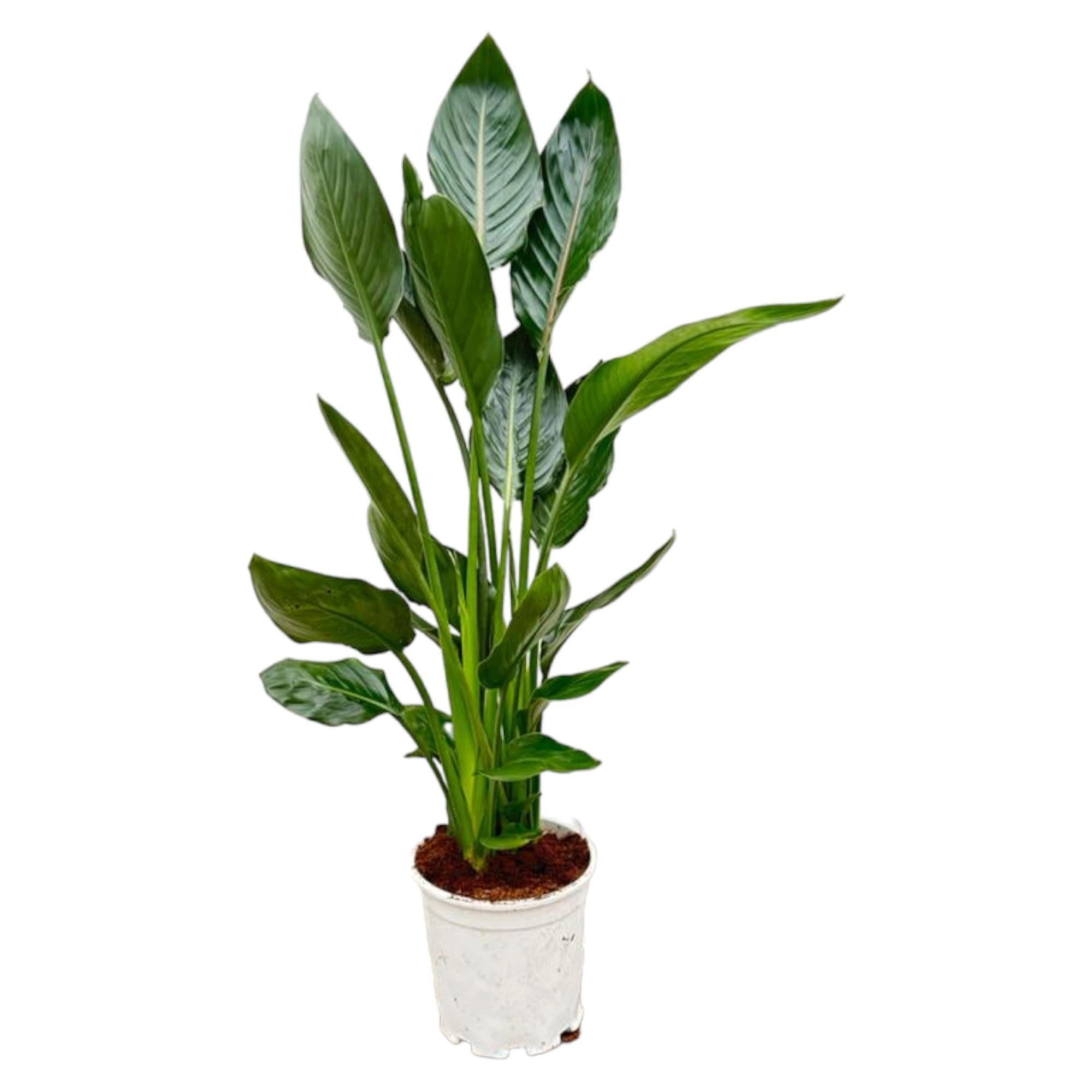 Florora Zimmerpflanze Strelitzia Reginae – Paradiesvogelblume – 100 cm – Topf 19 cm