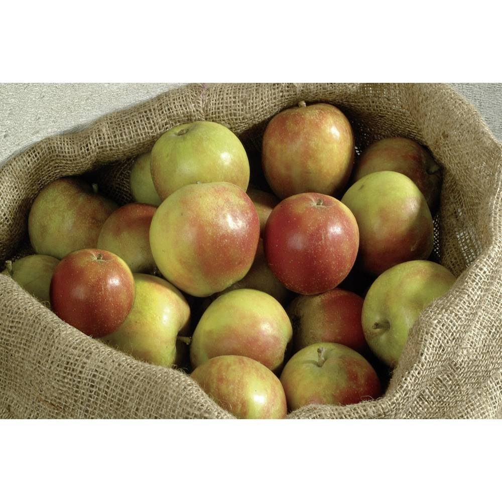 Meister Werkzeuge Gartensack Jutesäcke 3er-Set günstig online kaufen