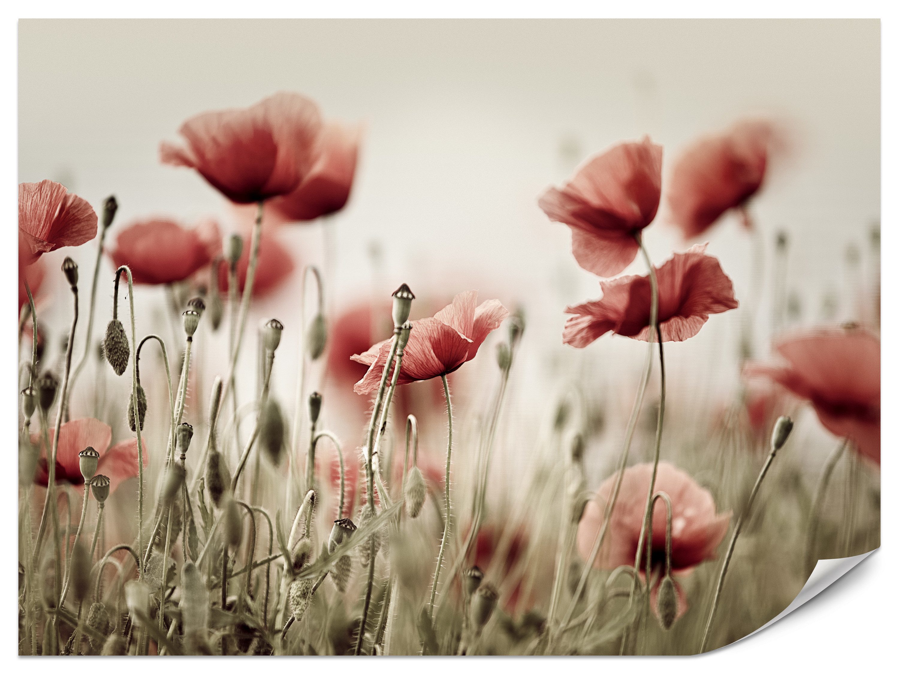 Muralo Fototapete Vliestapete - Rote Mohnblumen auf heller Wiese, Glatt, Grafisch, (Packung, 1 St., 100x70 cm), Kleber im Set, 3D-Optik, Ins Schlafzimmer