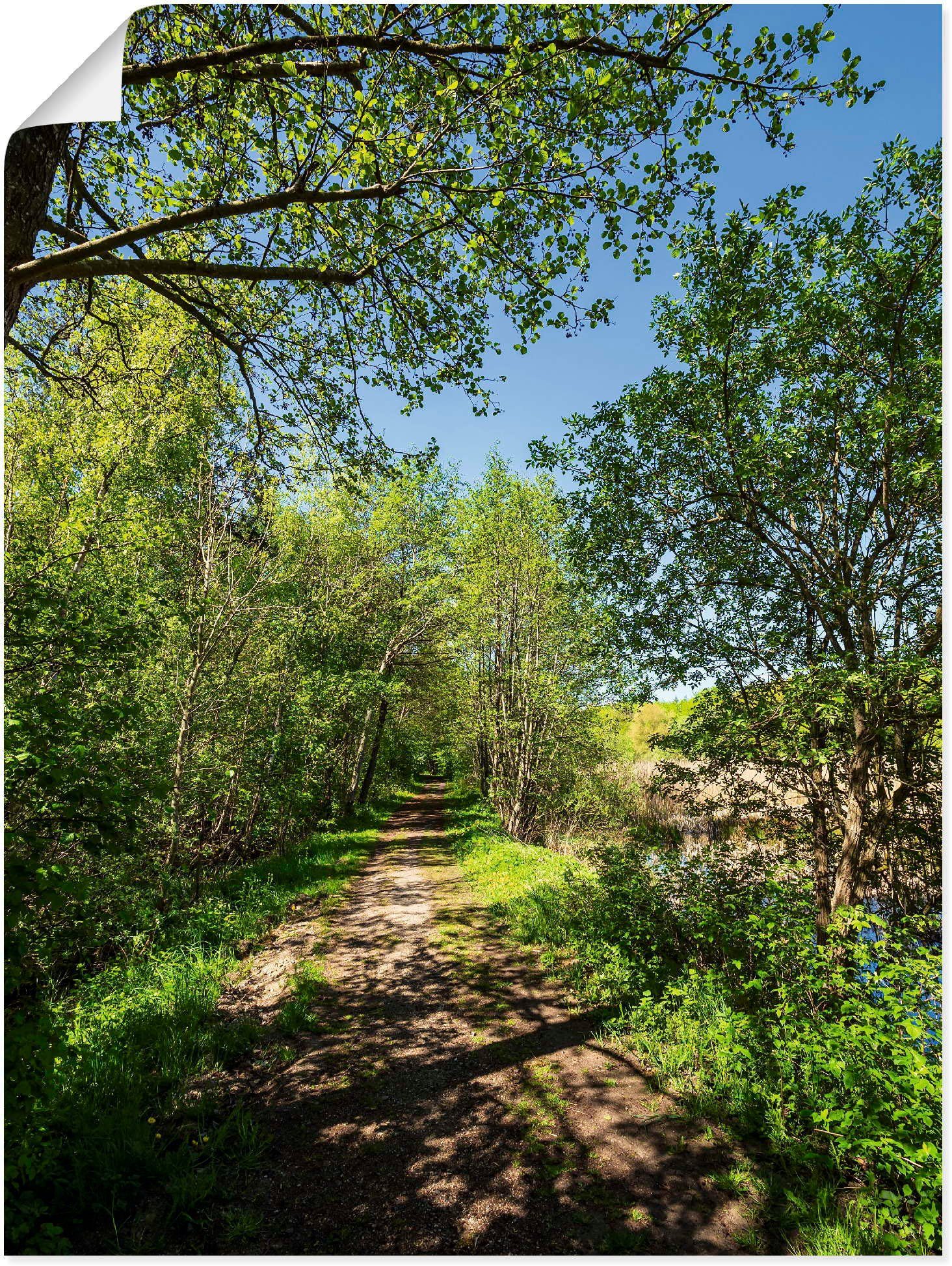 Waldbilder Wandaufkleber Weg oder in (1 Bäume Größen Alubild, Kuchelmiß, Poster Wandbild bei versch. und St), als Artland Leinwandbild,