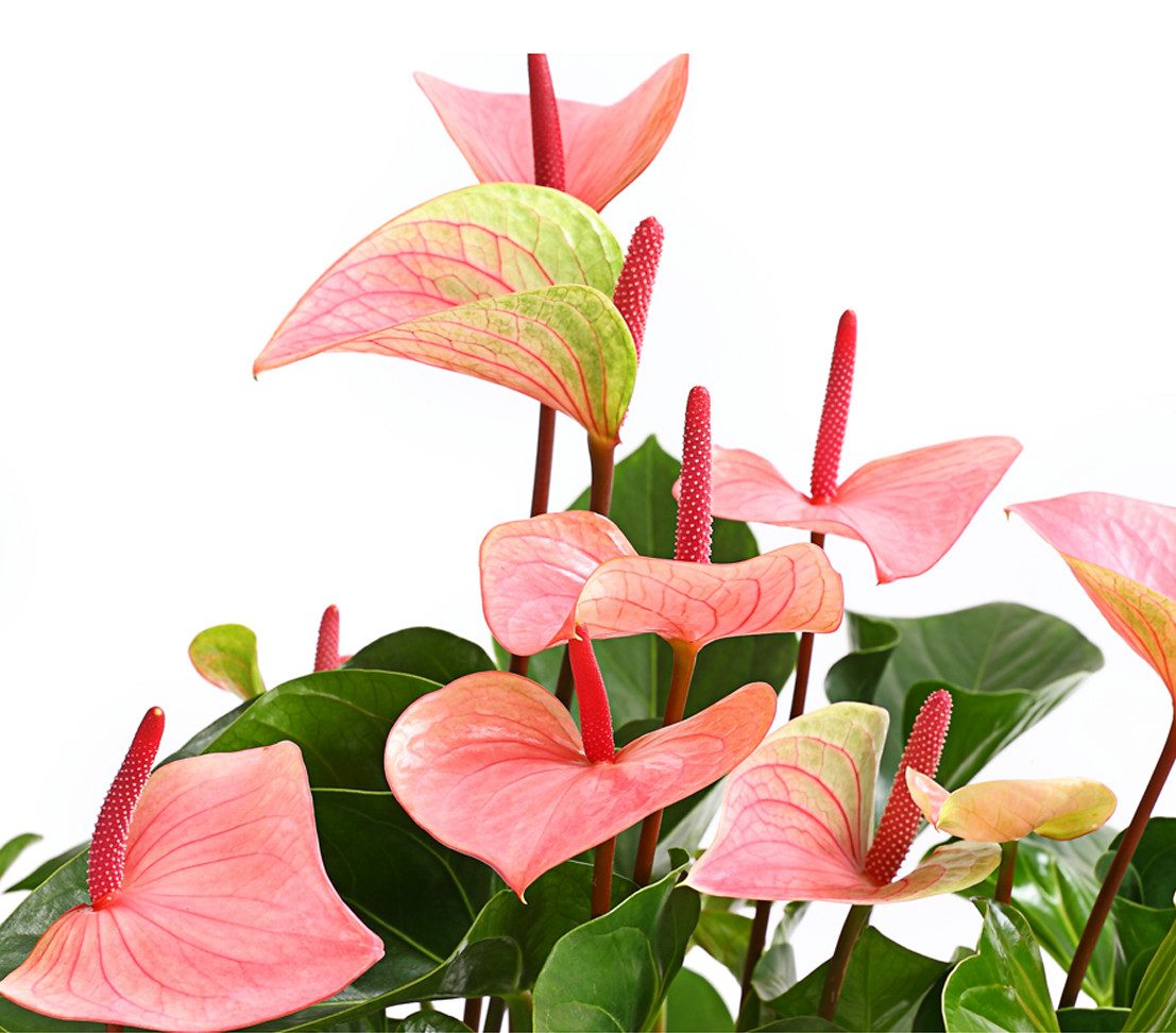 Dehner Zimmerpflanze Große Flamingoblume, Anthurium, Summerlove, 70 - 80 cm, Ø Topf 21 cm, prächtige zartrosa Hochblätter – Bild 2 von 2