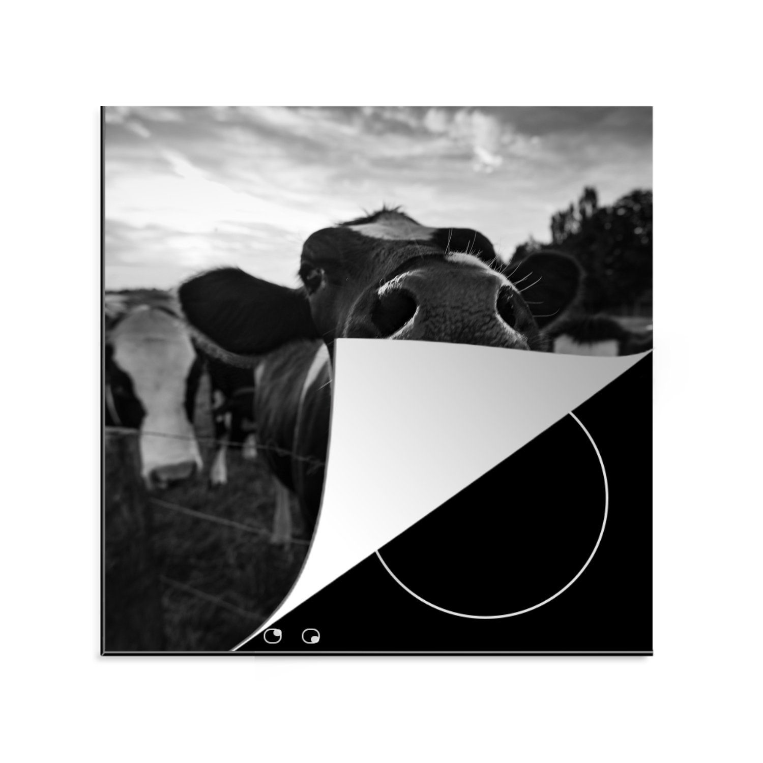 MuchoWow Herdblende-/Abdeckplatte Kuh - Induktionsschutz - Schwarz und weiß - Kochfeld, Vinyl, (1 tlg), 78x78 cm, Ceranfeldabdeckung, Arbeitsplatte für küche