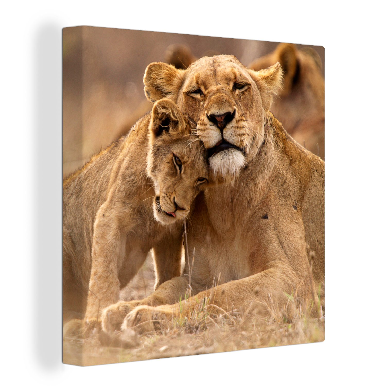 OneMillionCanvasses® Leinwandbild Löwe - Wilde Tiere - Jungtier, (1 St), Leinwand Bilder für Wohnzimmer Schlafzimmer