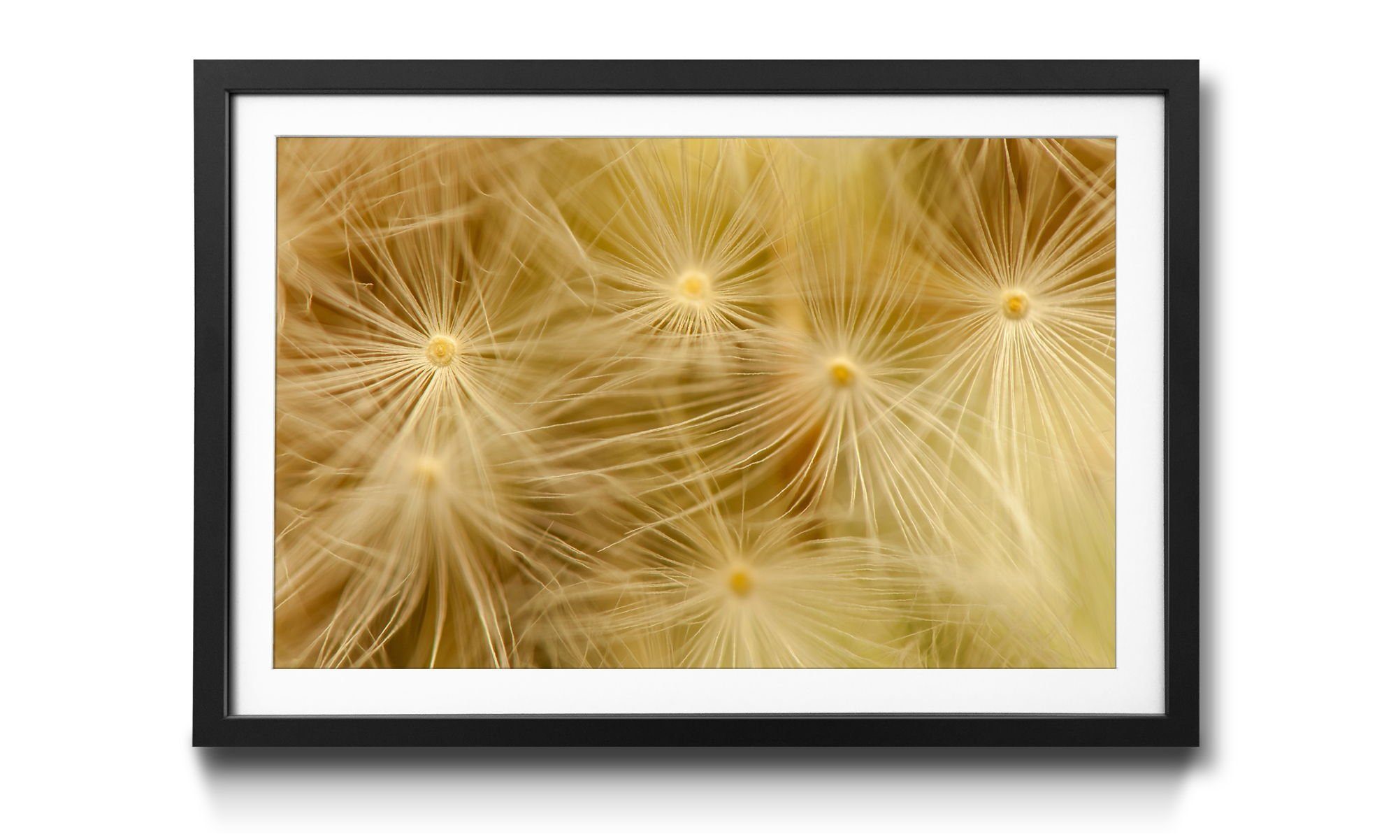 WandbilderXXL Bild mit Rahmen Dandelion, Blumen, Wandbild, in 4 Größen erhältlich