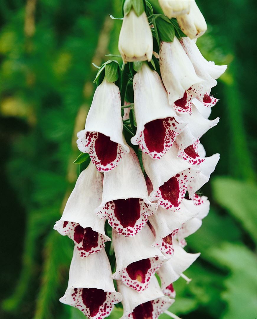 Pflanzen für Dich Staude Digitalis purp. Pam's Choice, 1 St., Roter Fingerhut, Wald-Fingerhut, Digitalis