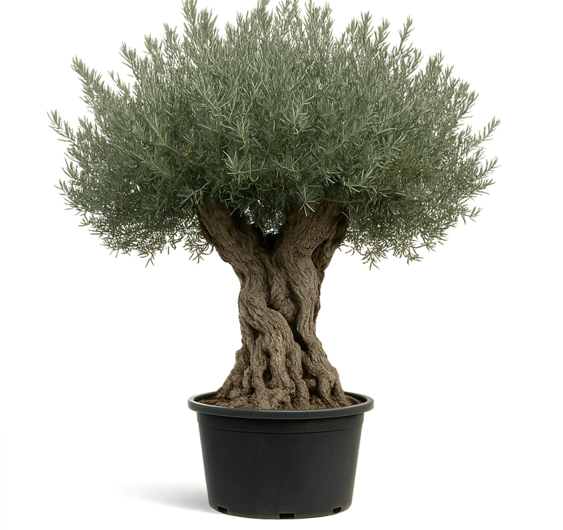 Palms-Store Olivenbaum ca.: 500 Jahre Alter schöner knorriger Stamm Olea Europaea, Knorriger Stamm, Immergrün & Extrem langlebig