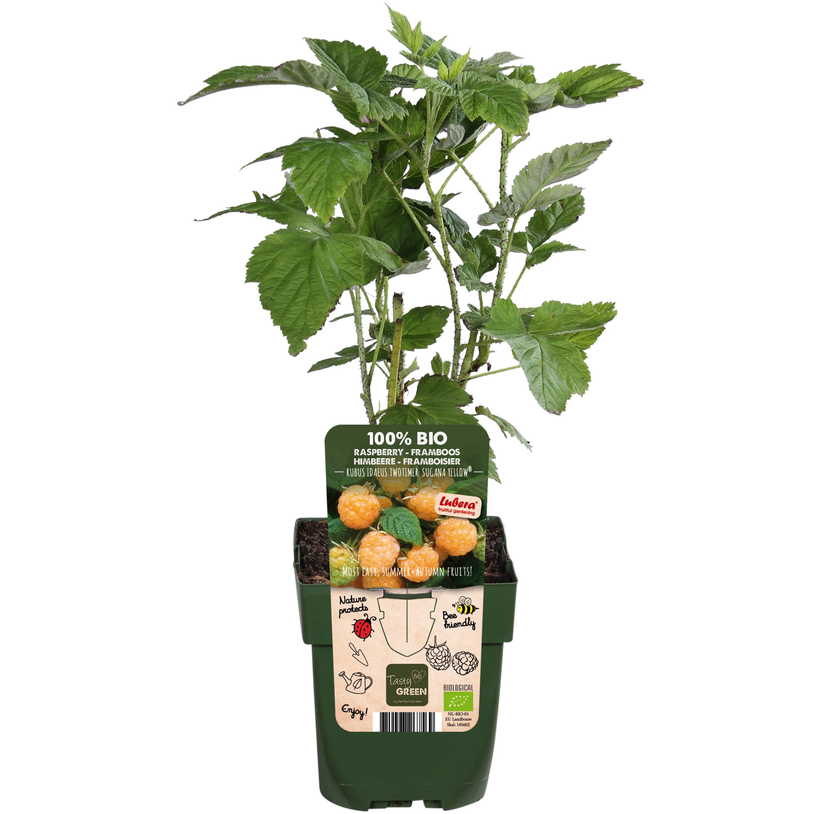Dehner Obstpflanze Bio Himbeere Sugana® Twotimer®, gelbe süsse Früchte, 30-50 cm, insektenfreundliche Selbstbefruchter-Sorte