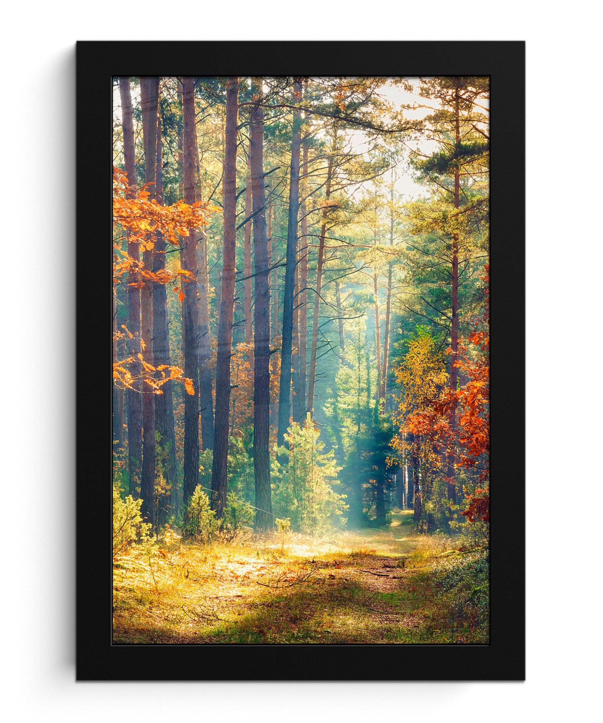 Poster Wald - Sonne - Natur - Herbst