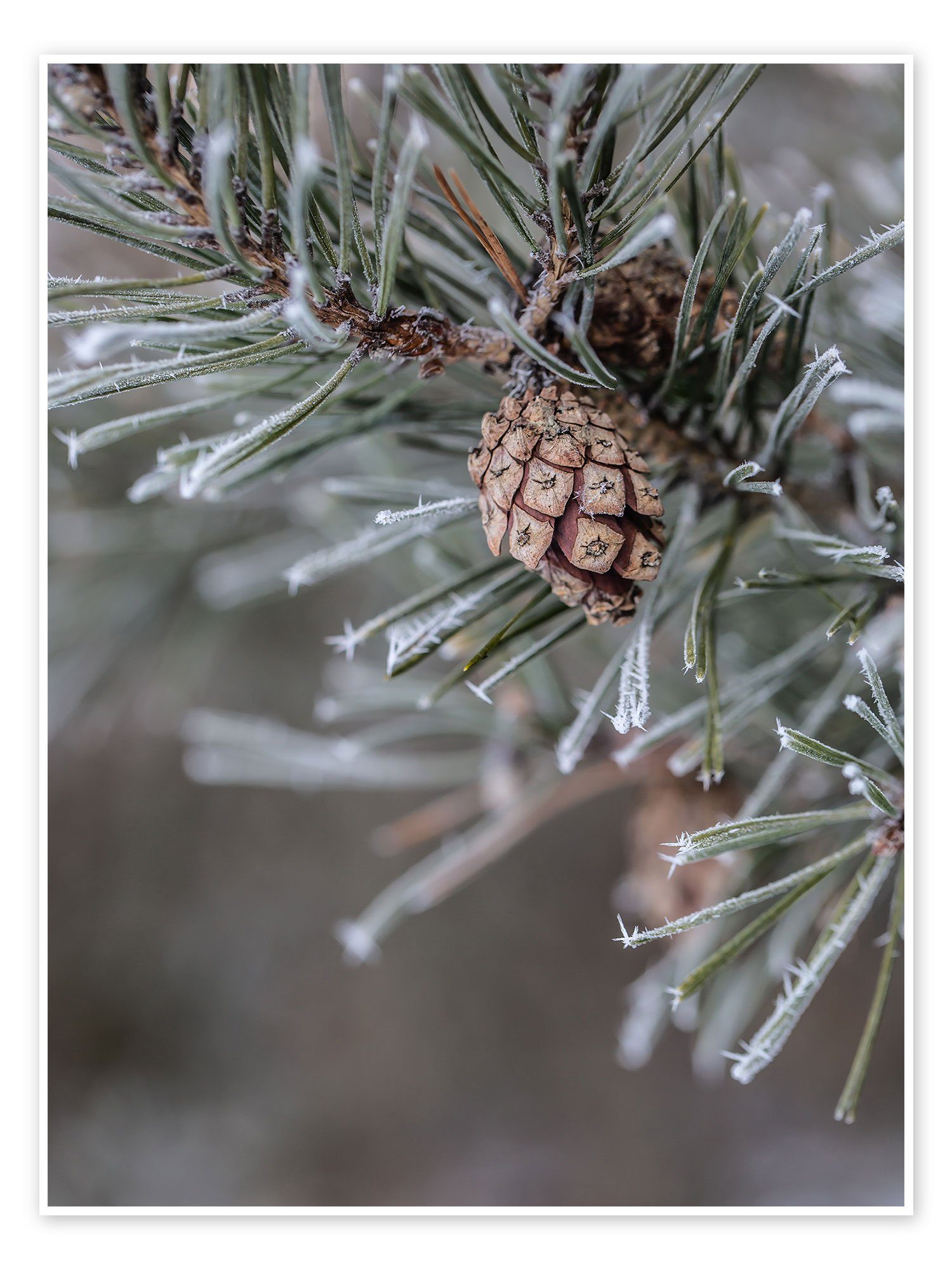 Posterlounge Poster Editors Choice, Tannenzapfen im Winter, Fotografie