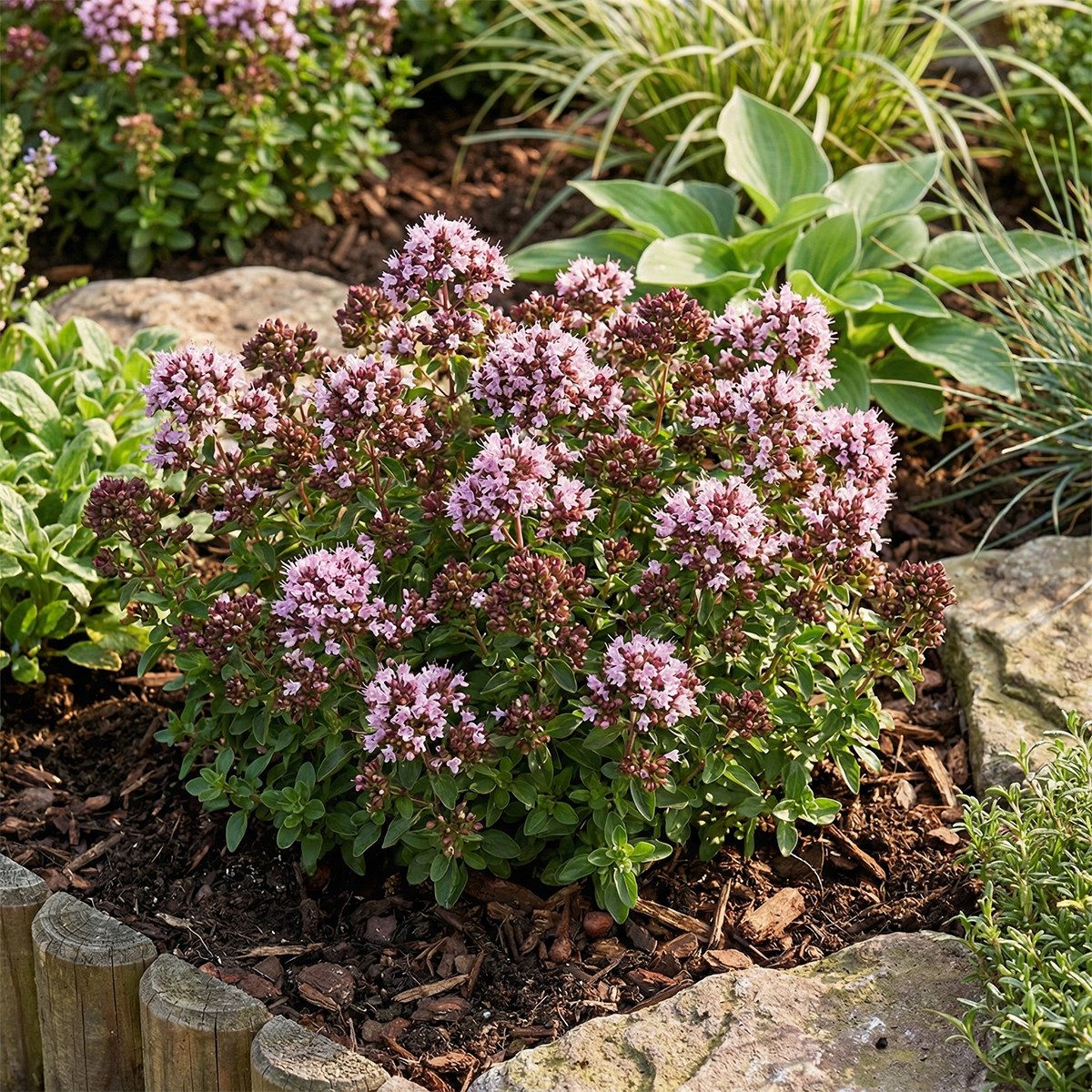 Bloomique Beetpflanze Bloomique - 6er - Set - Origanum vulgare Compactum - Zwerg - Oregano -, 6 St.